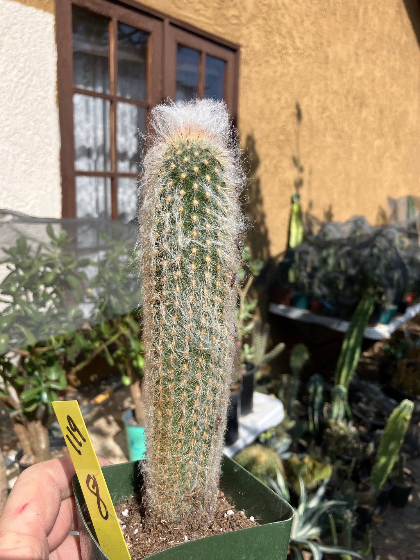 Austrocephalocereus dybowski cabega 8"Tall #109Y Torch