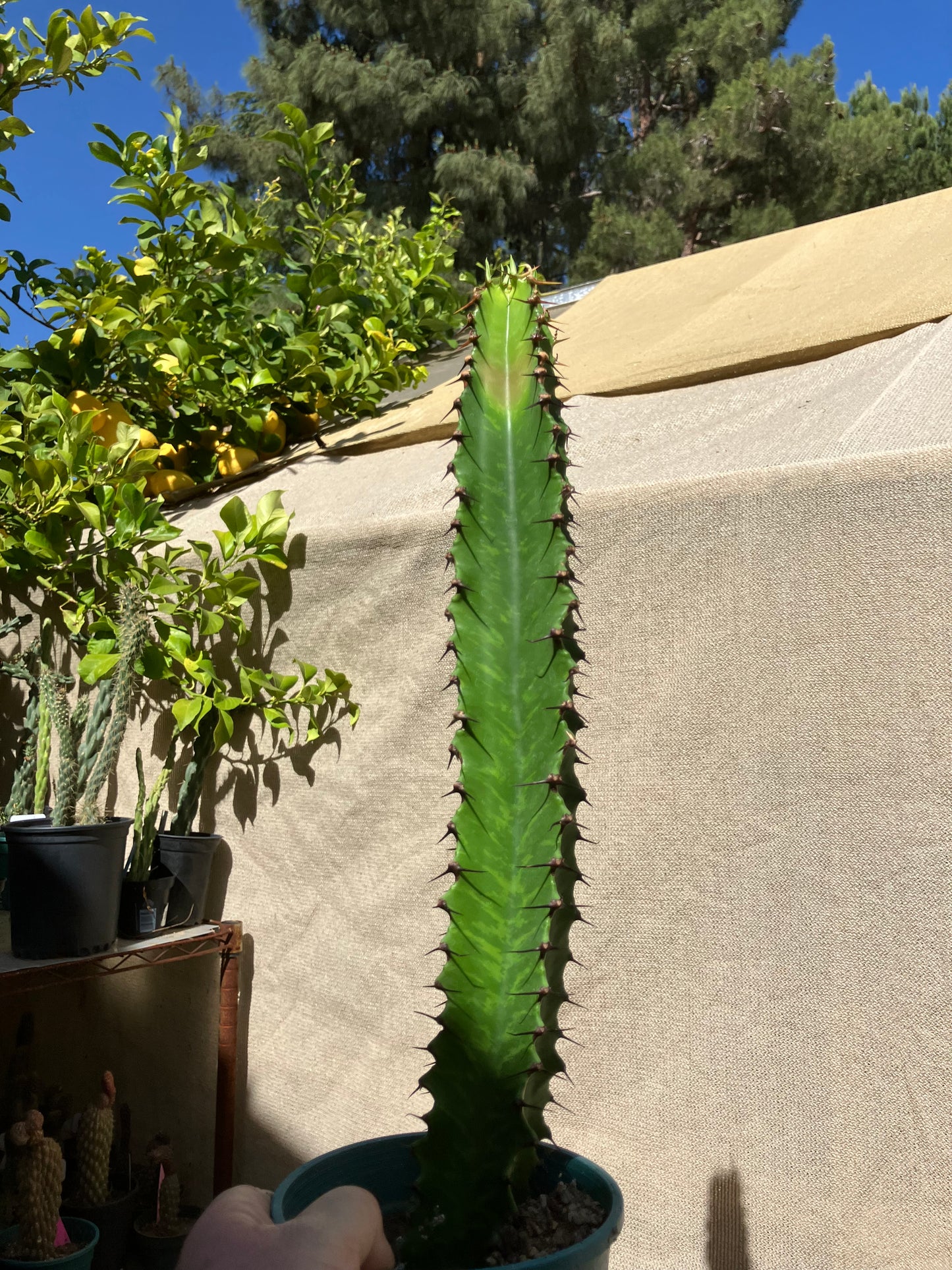 Euphorbia ingens Chocolate Drop 14”Tall #140G
