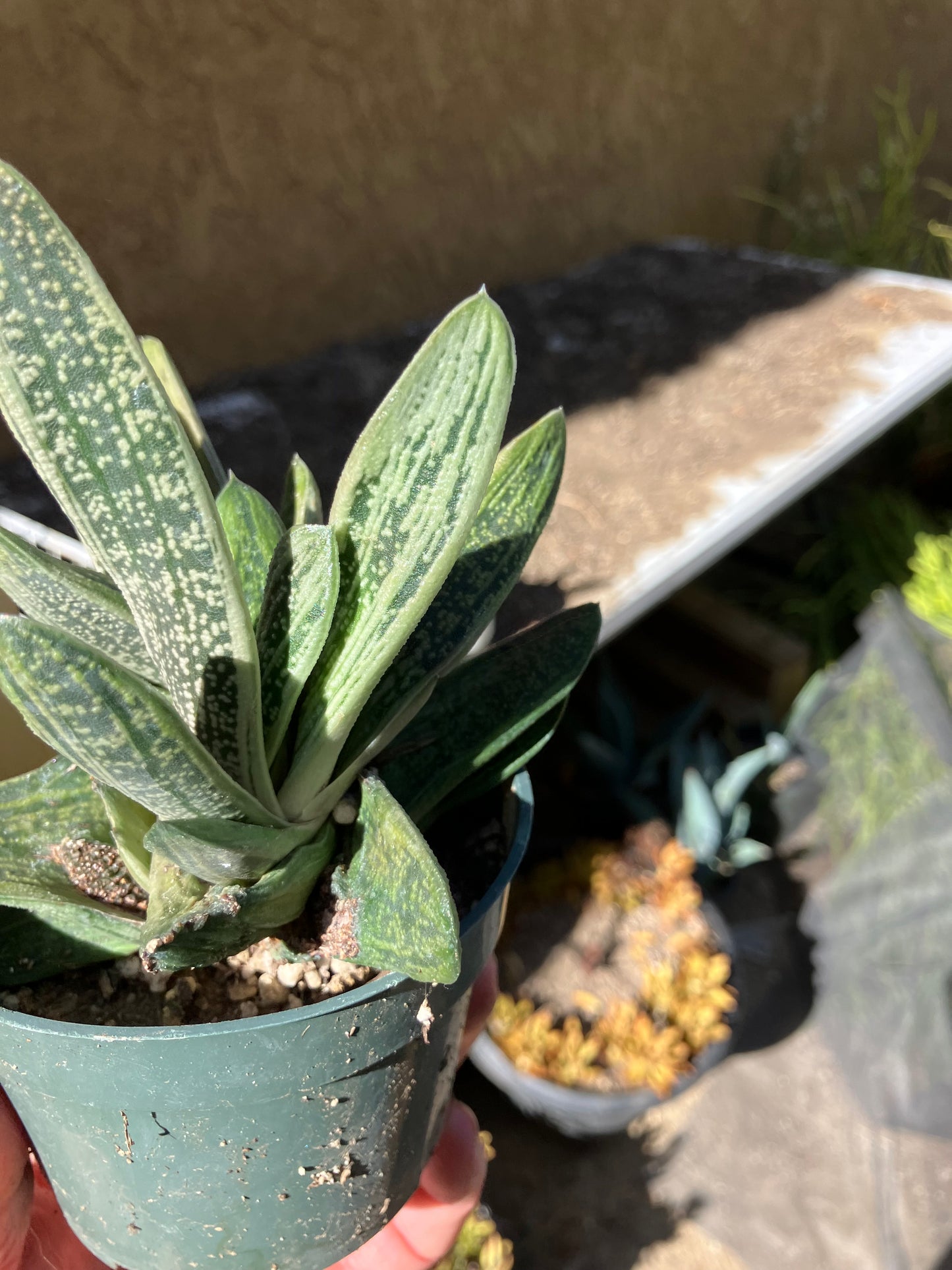 Gasteria Succulent Little Warty 4”Wide #4W