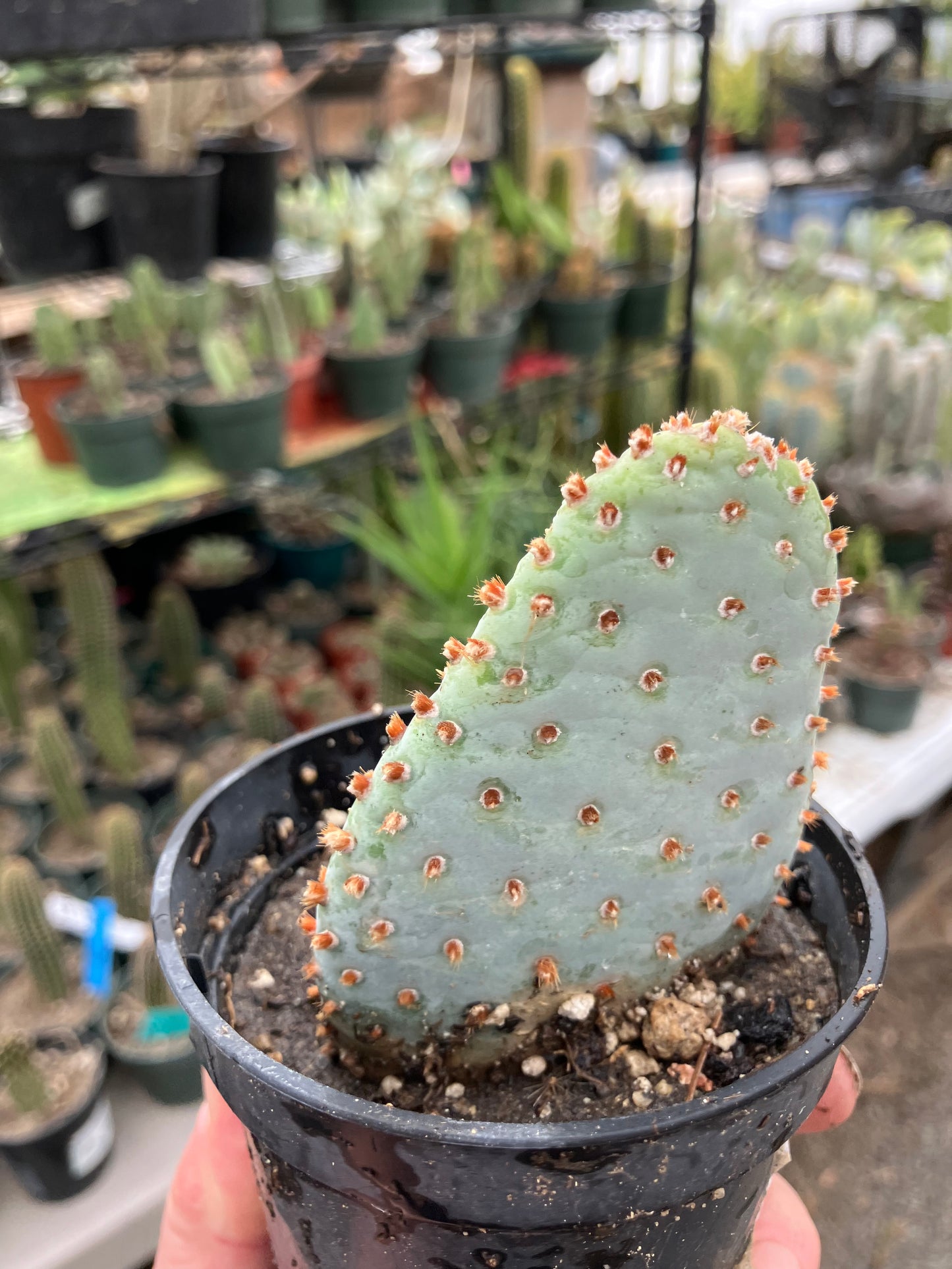 Opuntia Basilaris Beavertail Cactus 3"Tall #33R