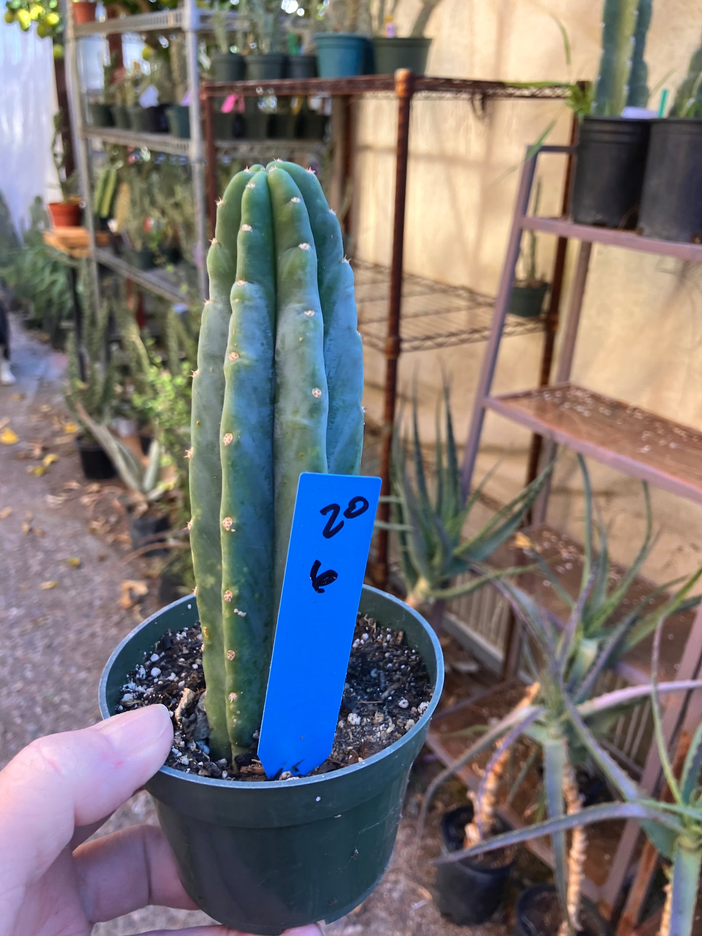 San Pedro Cactus - Trichocereus pachanoi 6"Tall #20B
