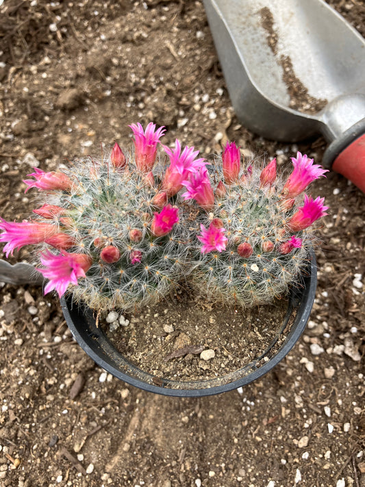 Mammillaria bocasana rosalviflora Powder Puff Cluster 3.5"W #041G"This Plant"
