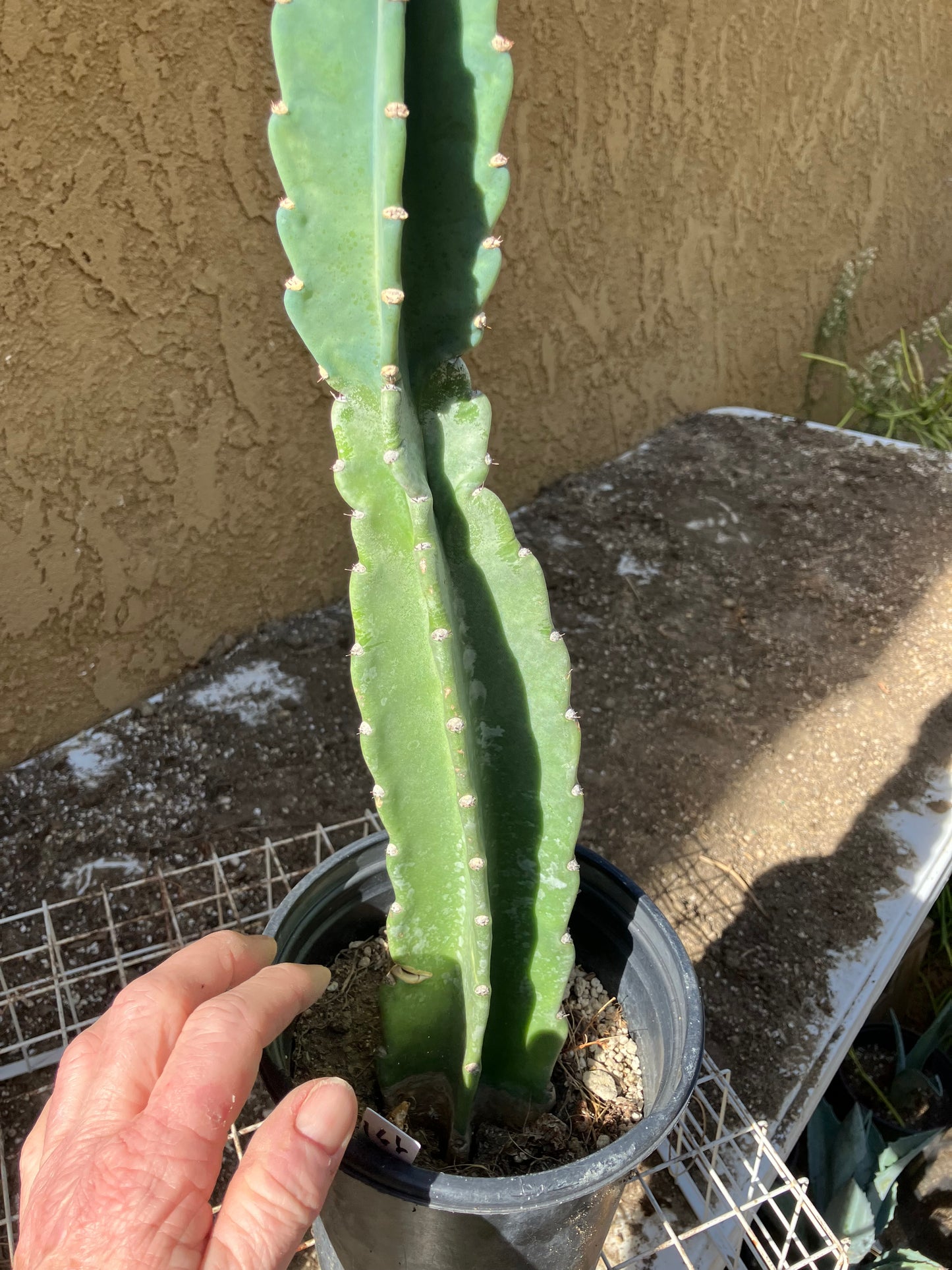 Cereus Peruvianus  Night Blooming 16"Tall#166W