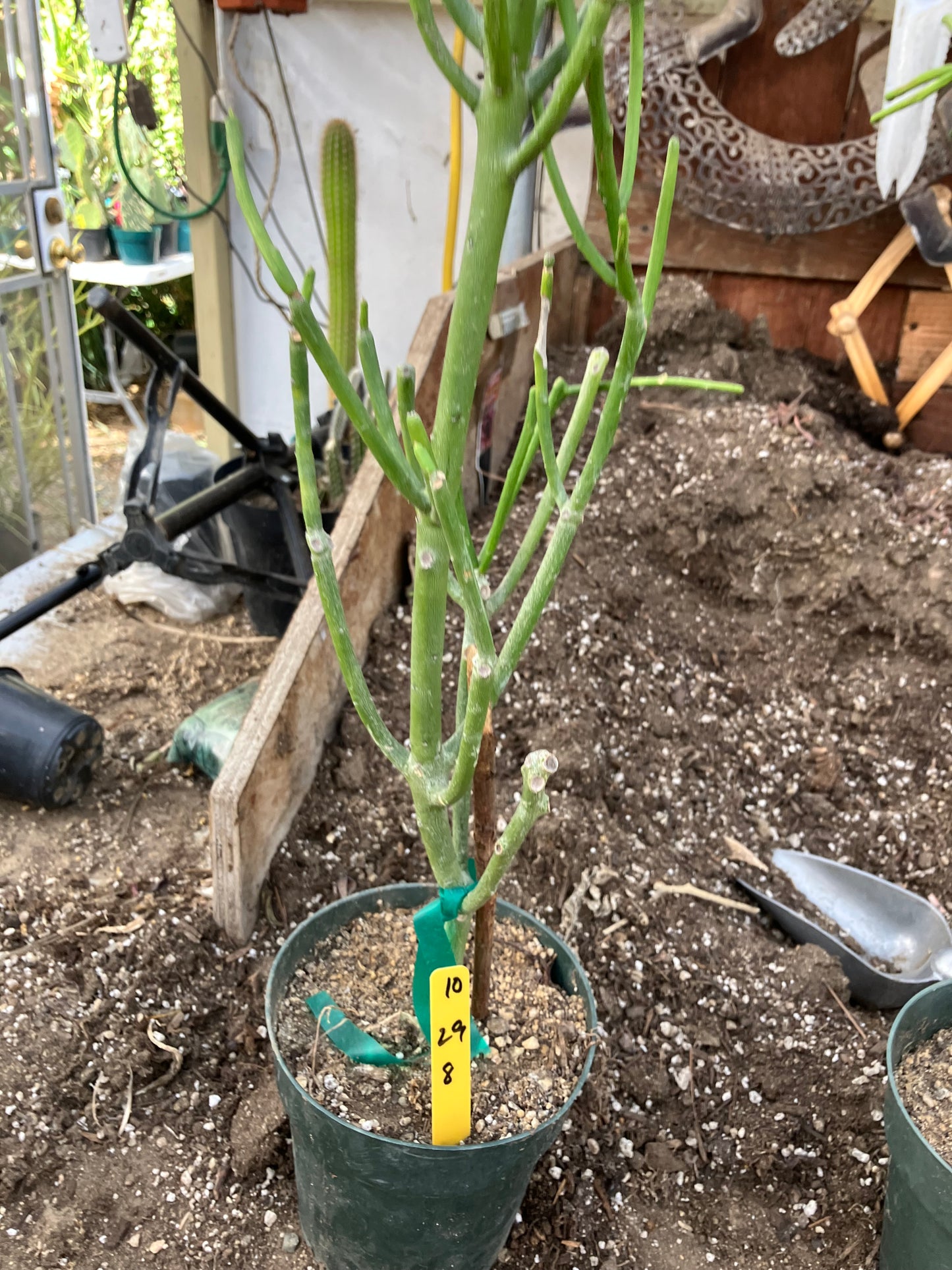 Euphorbia tirucalli Pencil Cactus 29"Tall 9"Wide #10Y