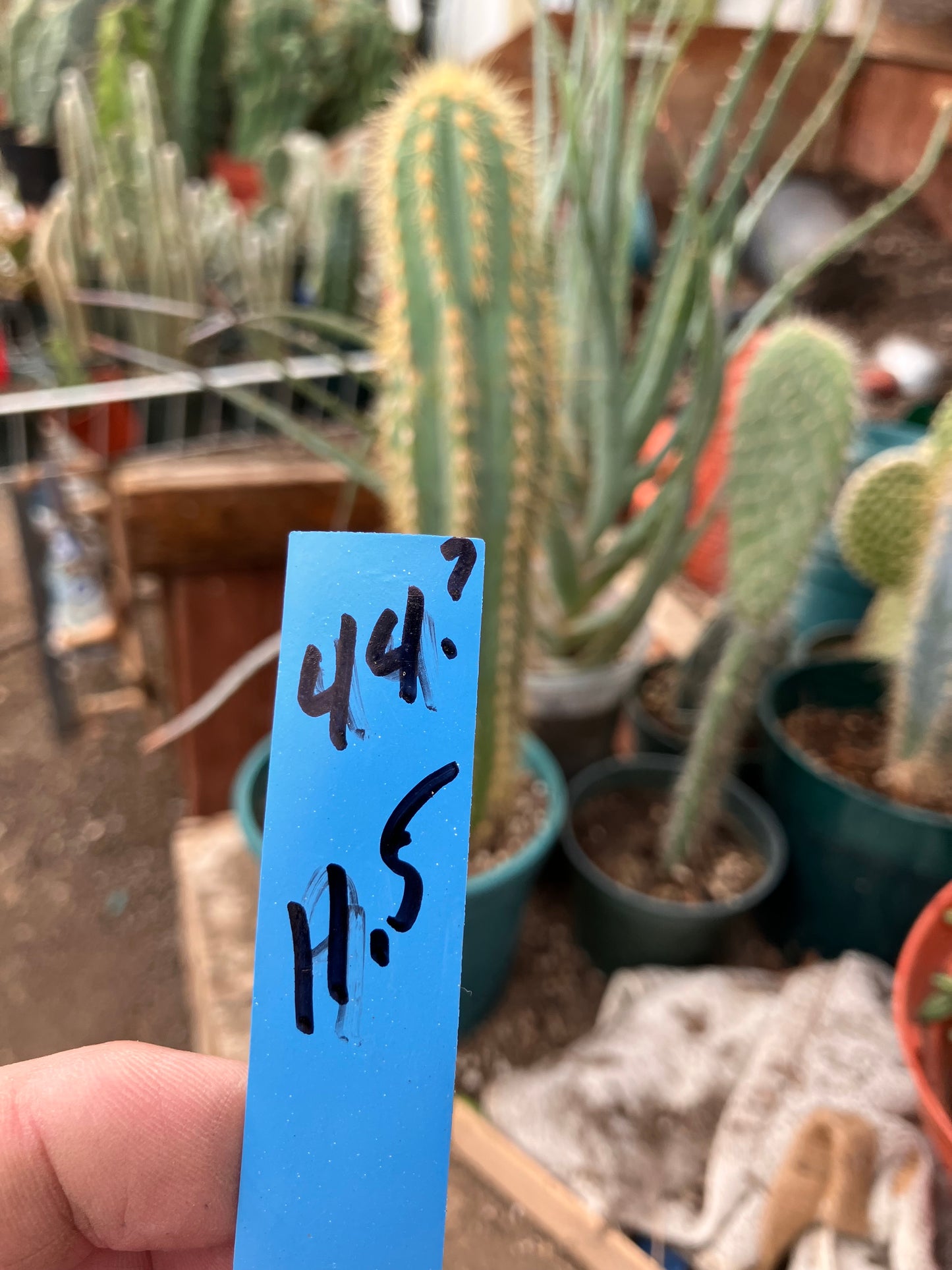 Pilosocereus Piauhyensis Gorgeous Thick Specimen 11.5” Tall #44B