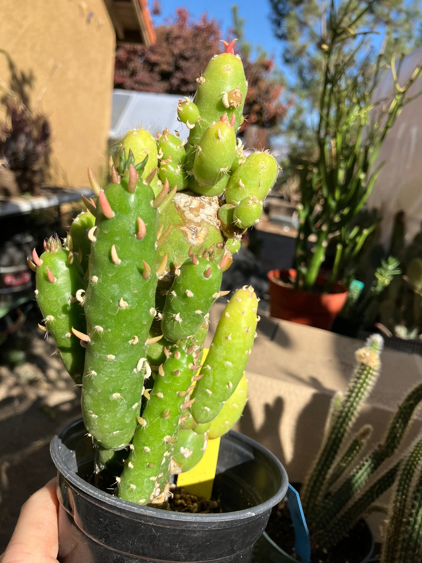 Austrocylindropuntia Cactus Gumbi Mini Eve's Needle 10"Tall #90Y