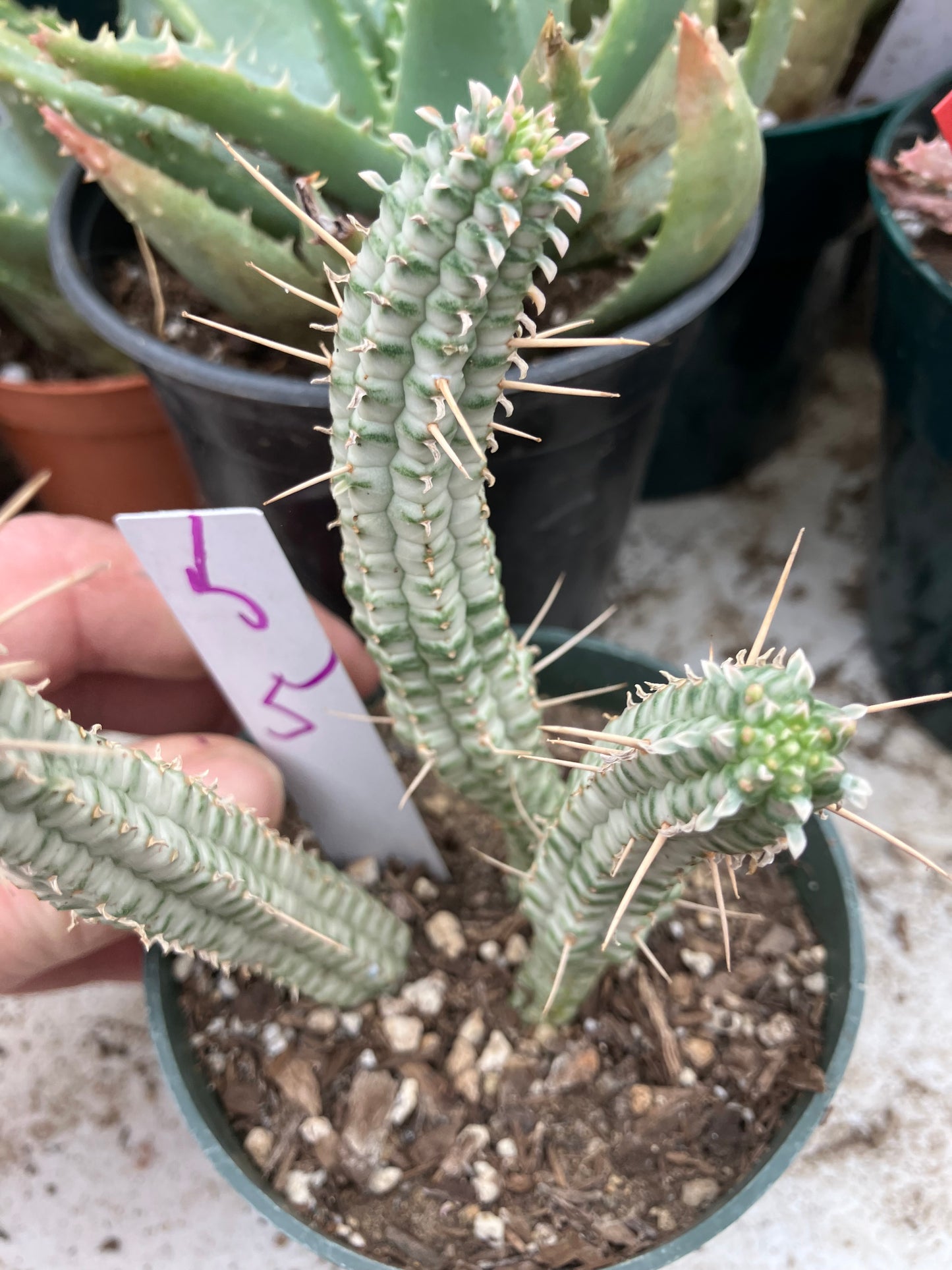 Euphorbia mammillarias variegata Corn Cob 5"Tall #5W