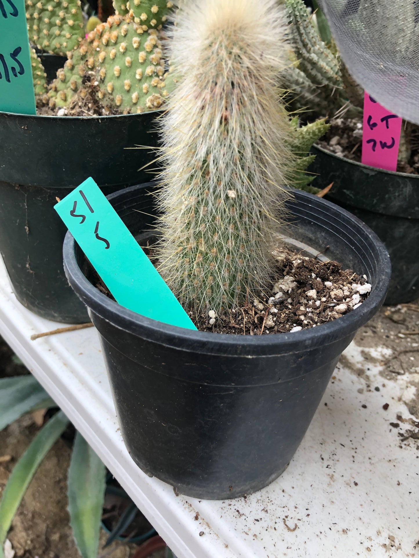 Cleistocactus Strausii Silver Torch Cactus 5”Tall #51G