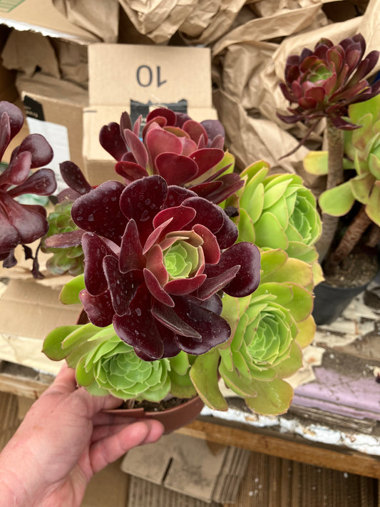 Aeonium Bouquet Mix of Four Types 11"T, 11"W Eight (8) Rosettes This Plant #11G