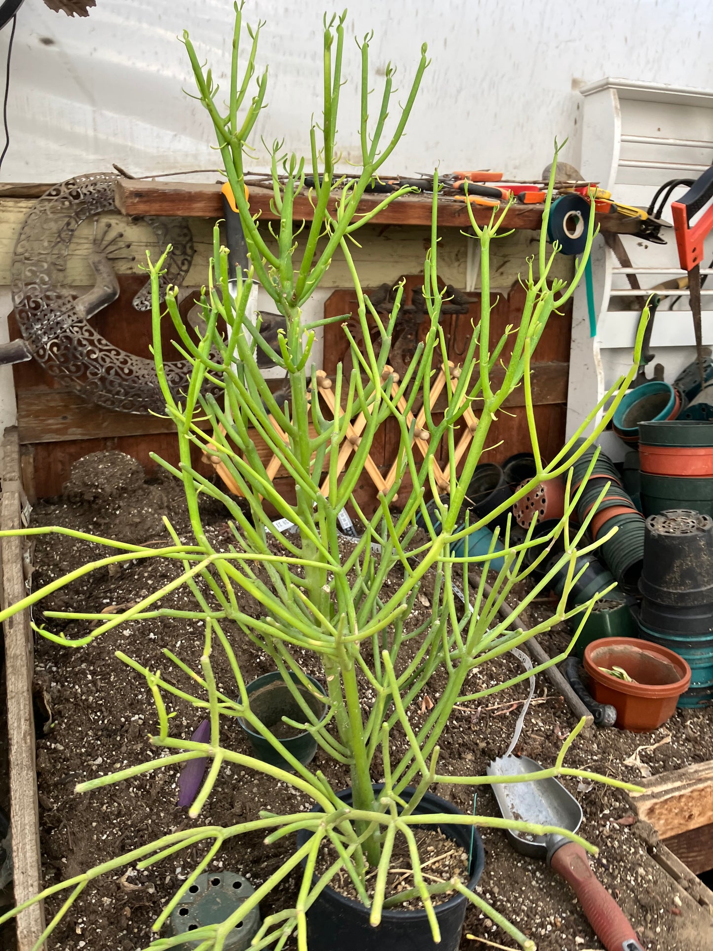 Euphorbia tirucalli Pencil Cactus/Succulent 31"Tall 19"Wide #11G