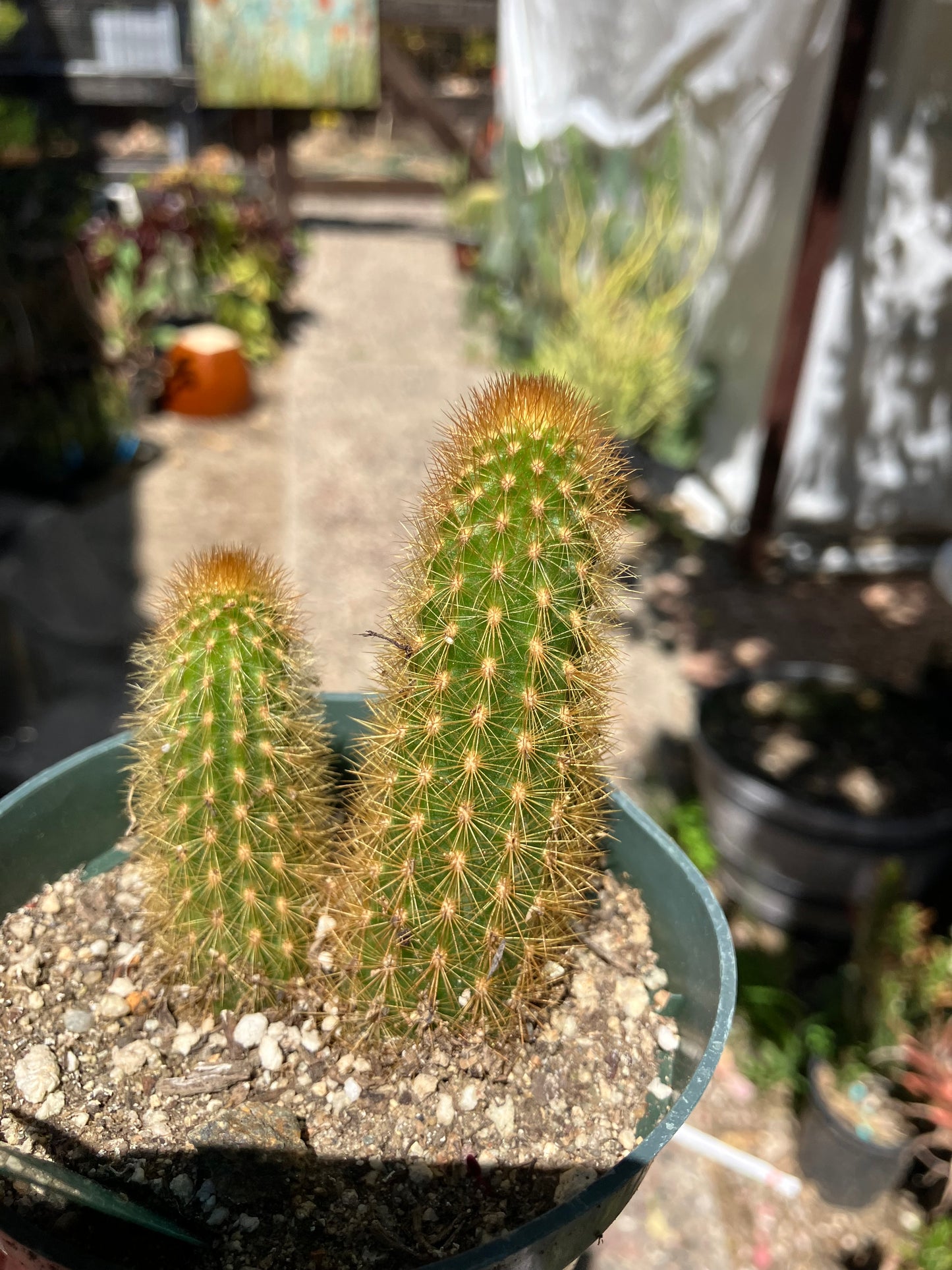 Cleistocactus winteri Golden Rat Tail Cactus 3”Tall #3G