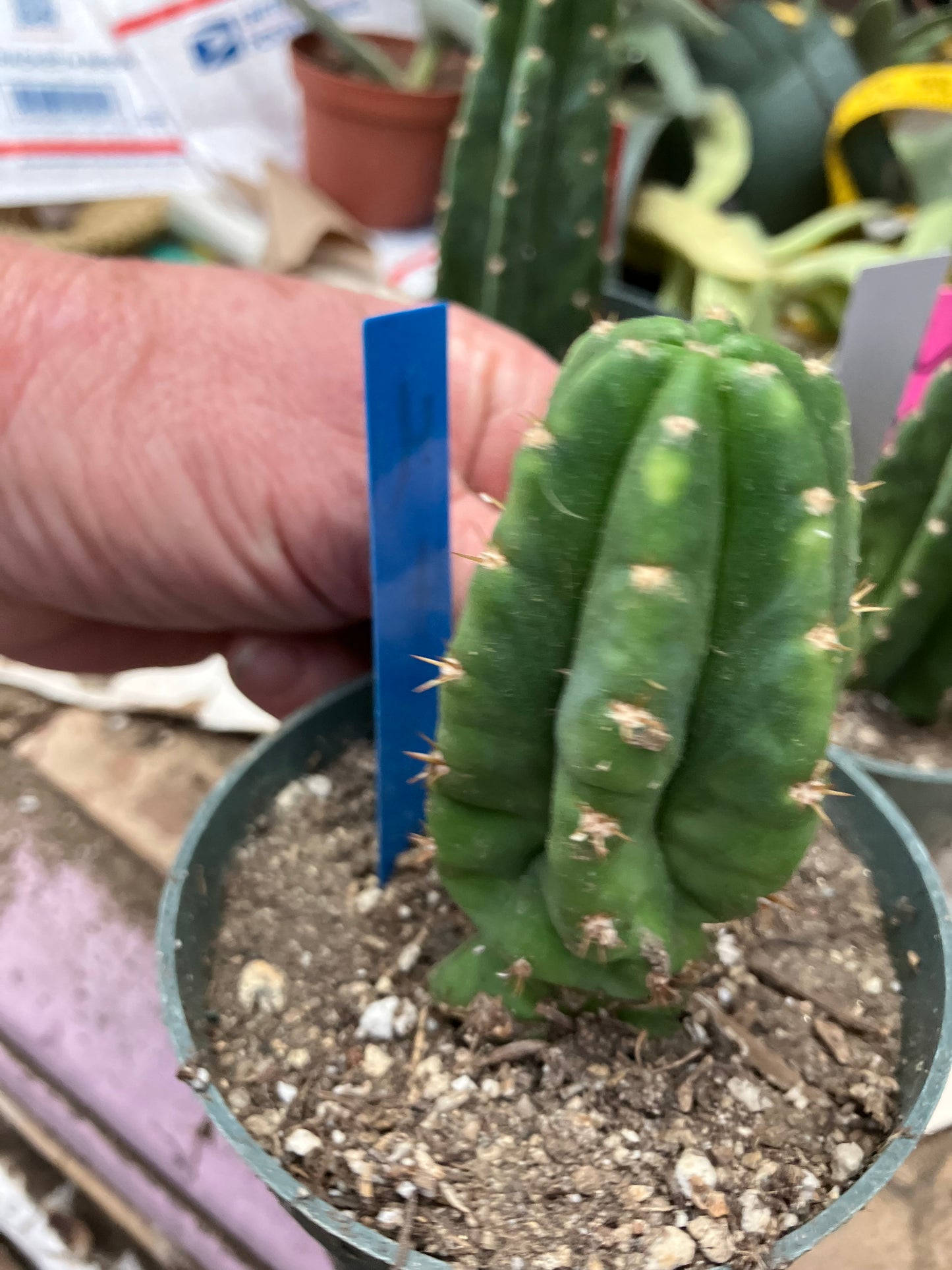 San Pedro Cactus  Trichocereus pachanoi 4"Tall #4B