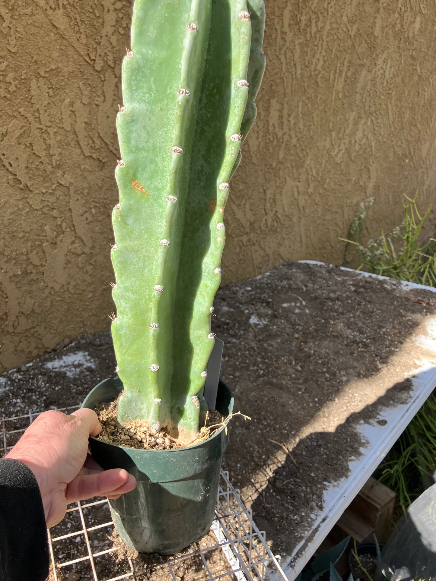 Cereus Peruvianus  Night Blooming 16"Tall #163W