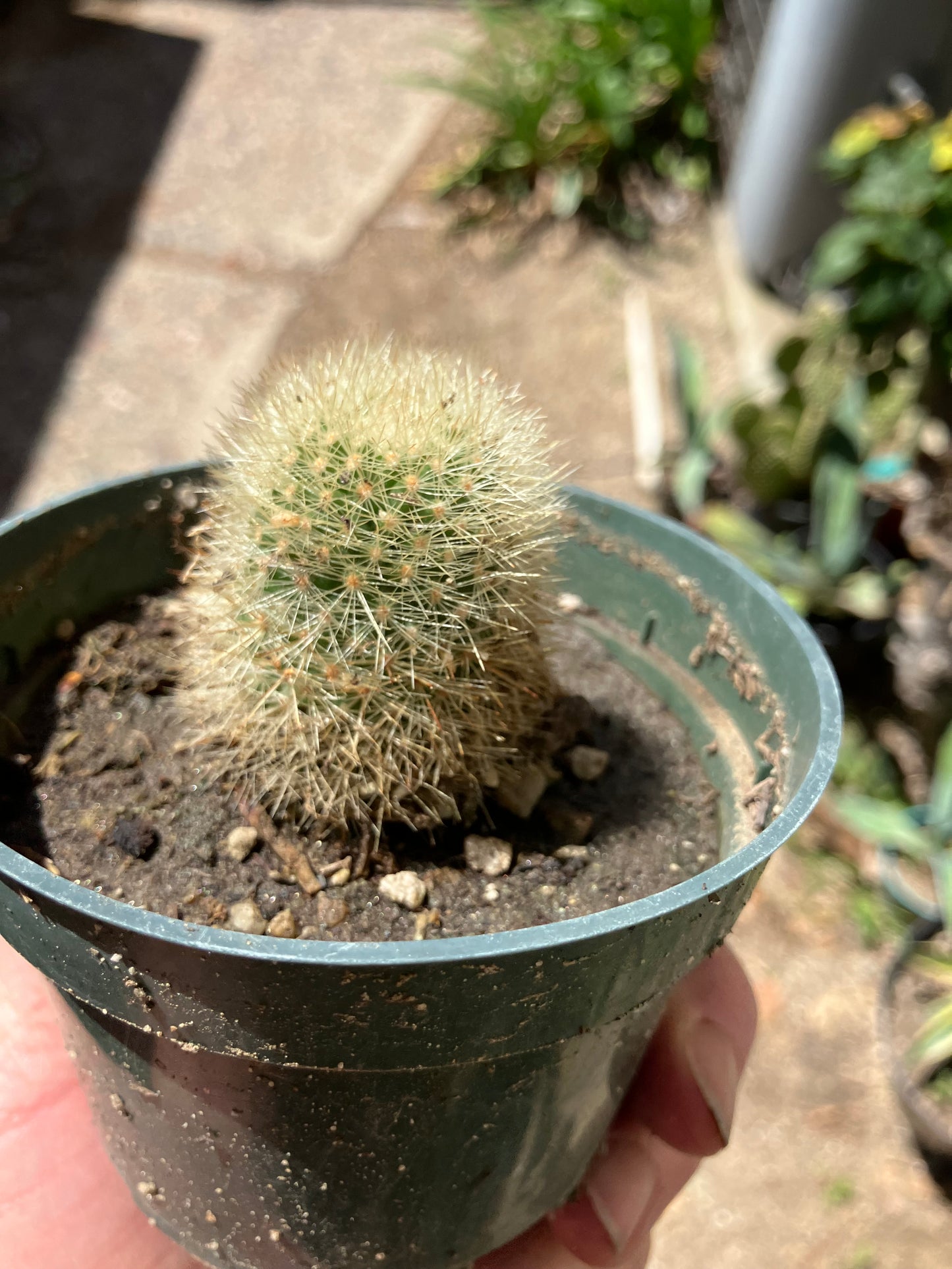 Notocactus Parodia scopa Silver Ball/Snowball Cactus 2.5" Tall #23B