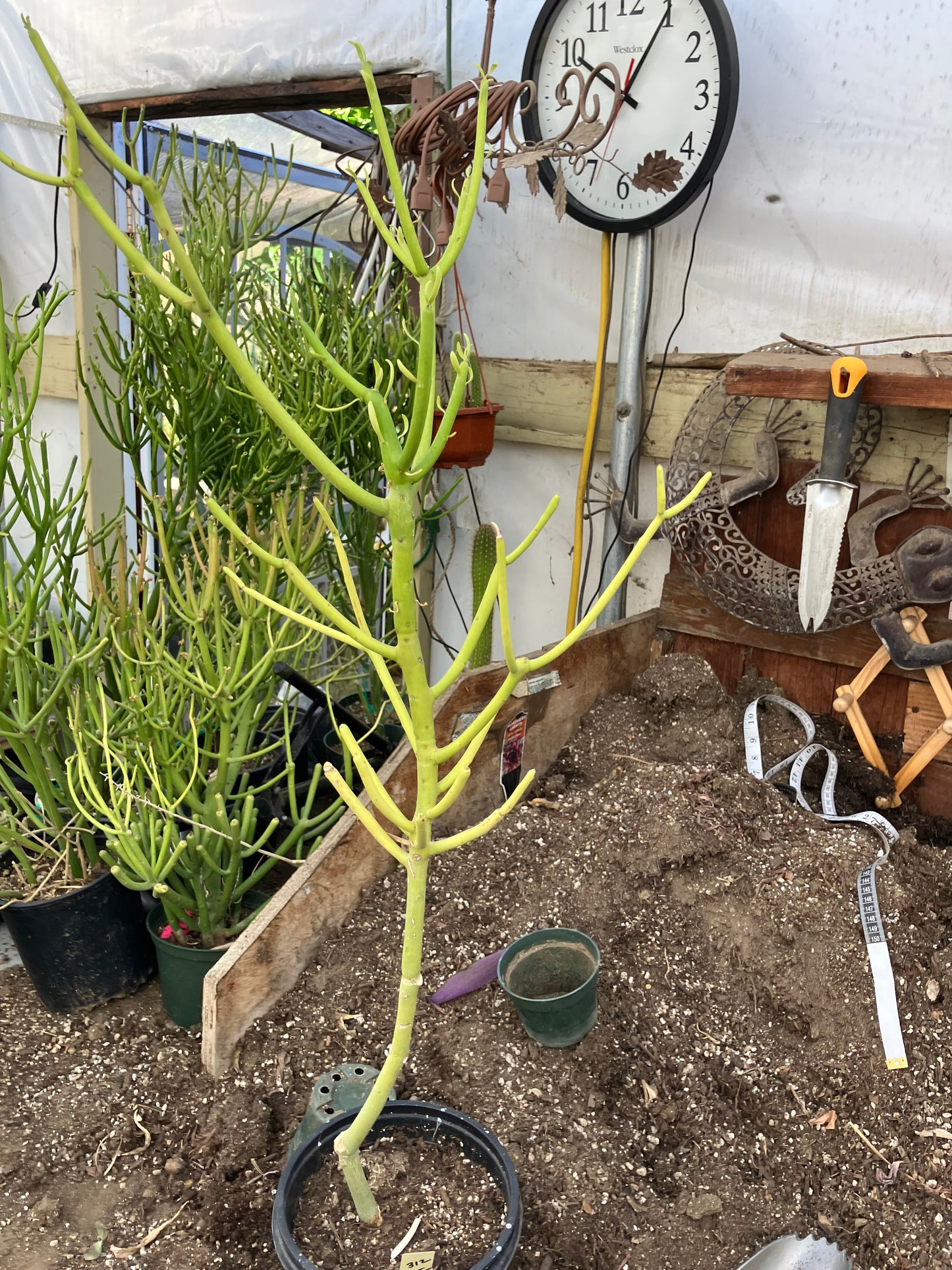 Euphorbia tirucalli Pencil Cactus/Succulent 30"Tall 9"Wide #312Y