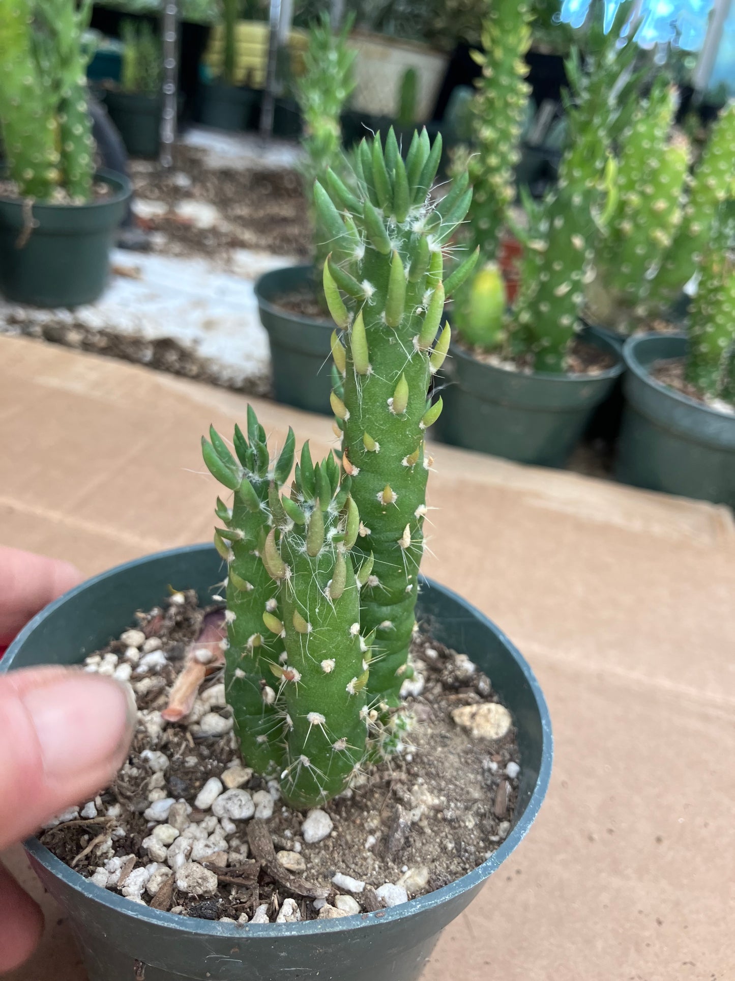 Austrocylindropuntia Cactus Gumbi Mini Eve's Needle 4"Tall #404P