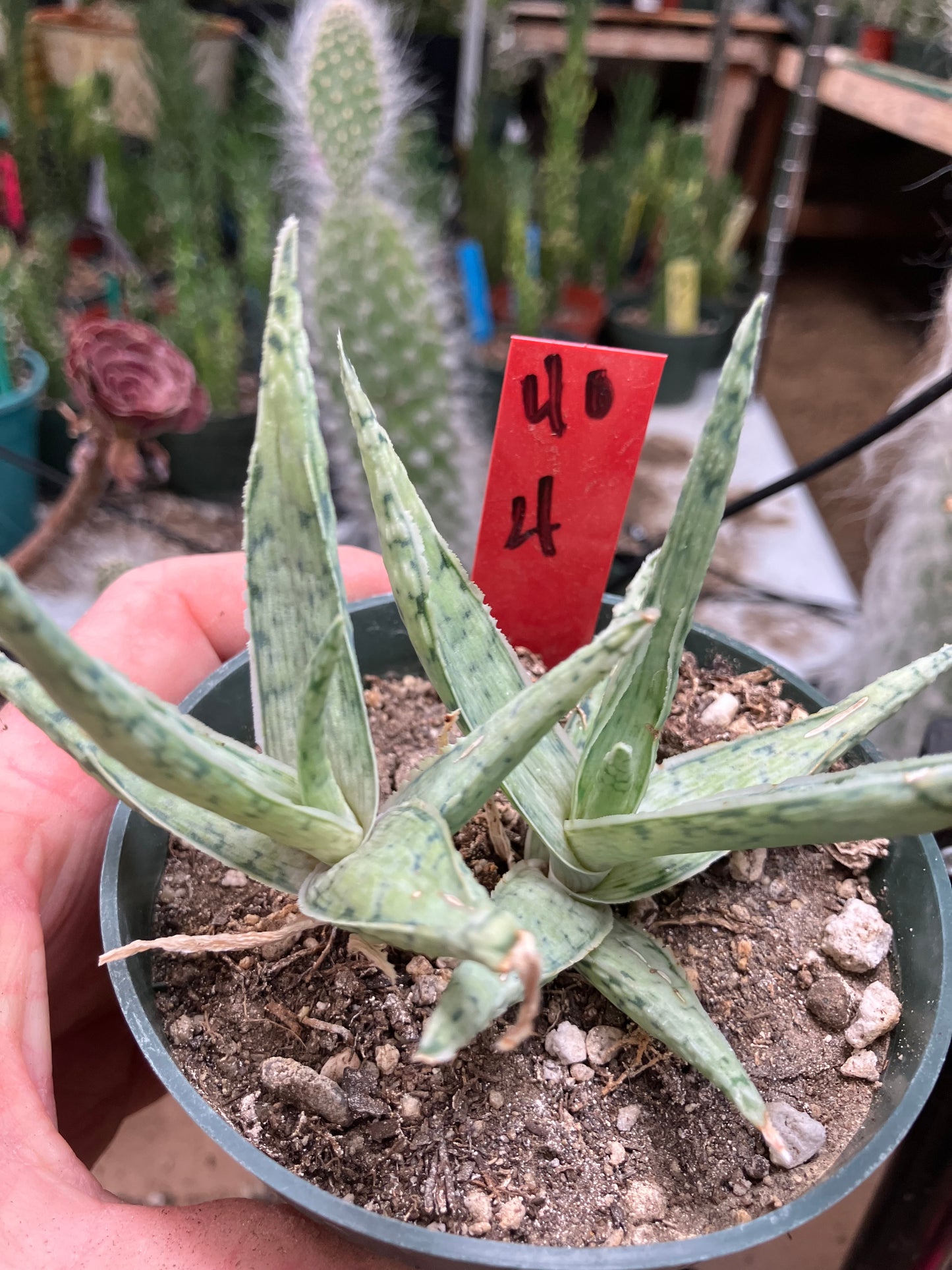 Aloe Hybrid Snow Drift Succulent 4”Wide #40R