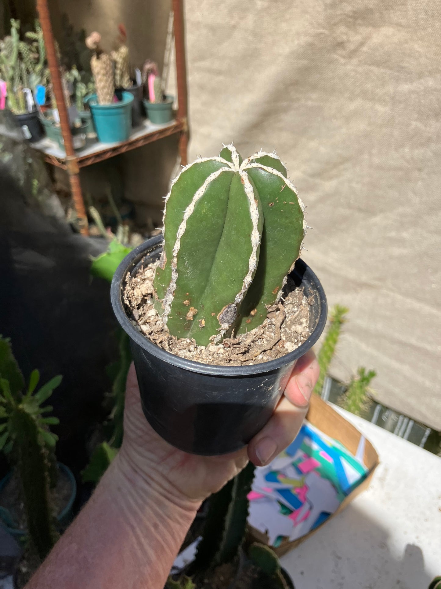 Pachycereus marginatus 
 Mexican Fence Post Cactus 3"Tall