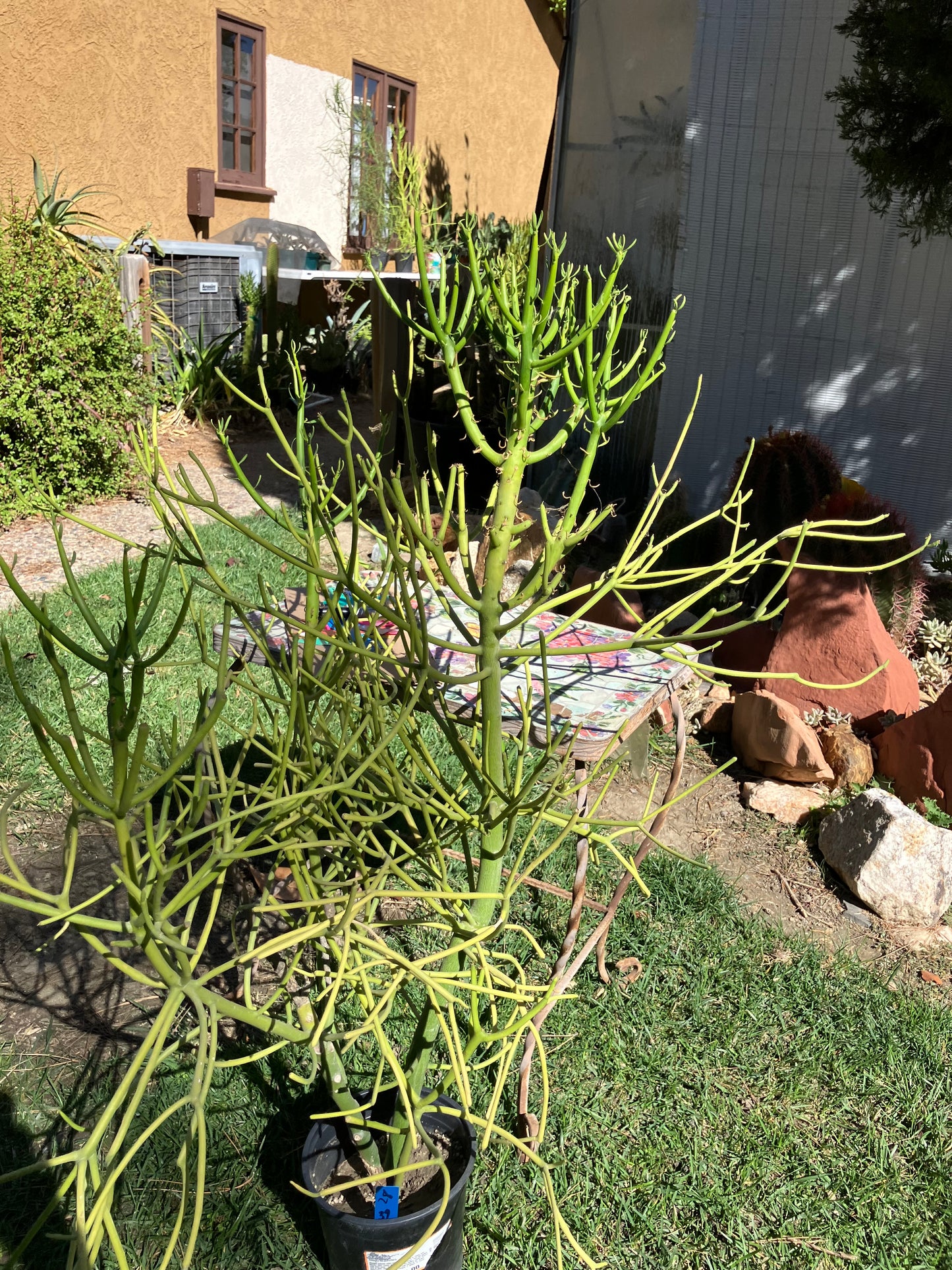 Euphorbia tirucalli Pencil Cactus/Succulent 39"Tall 27"Wide #28B