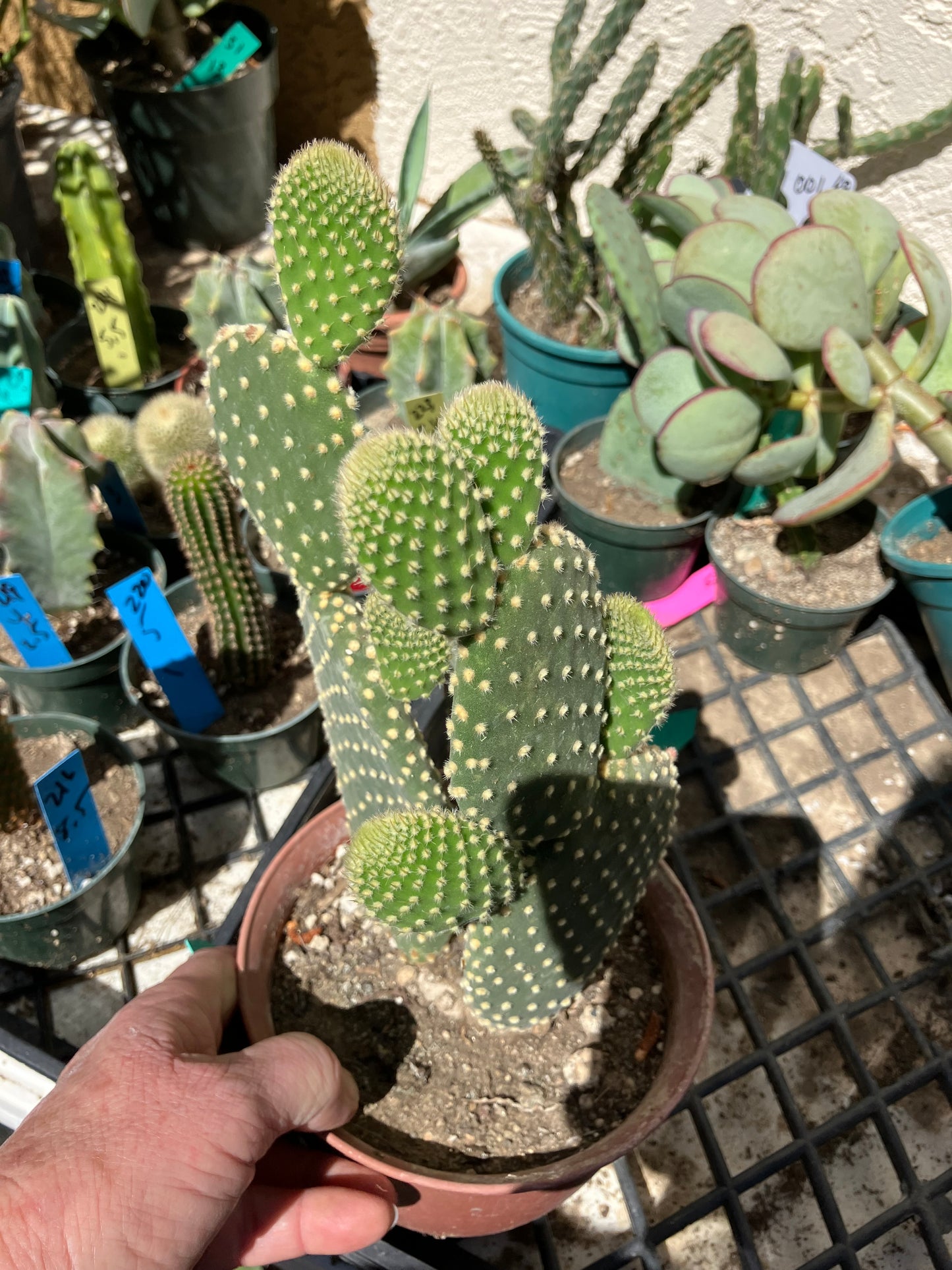 Opuntia microdasys Off White Bunny 8"Tall #6G