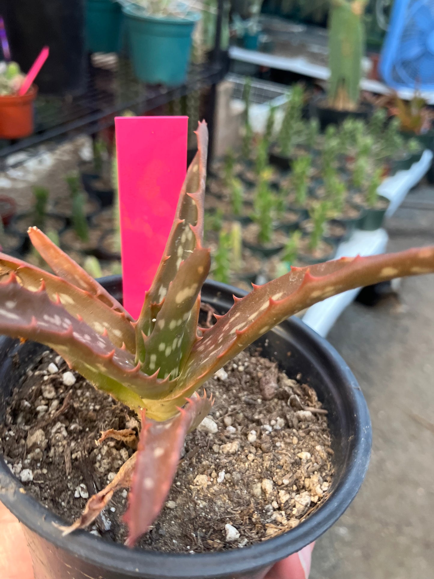 Aloe Hybrid Night Sky Reddens with Extreme temps 5"Wide This Exact Plant #11P