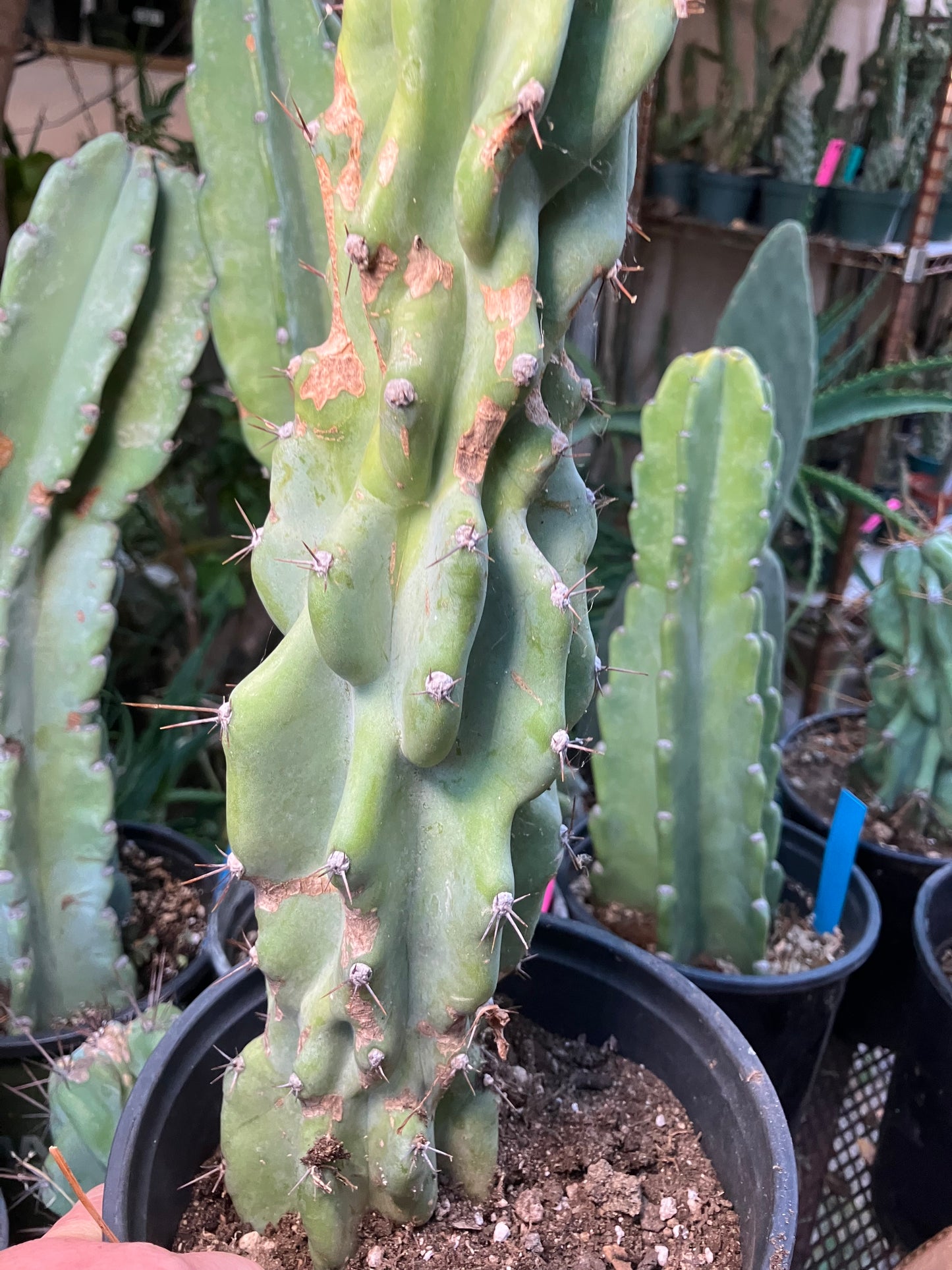 Cereus Peruvianus Monstrose Night Blooming 14”Tall #84W