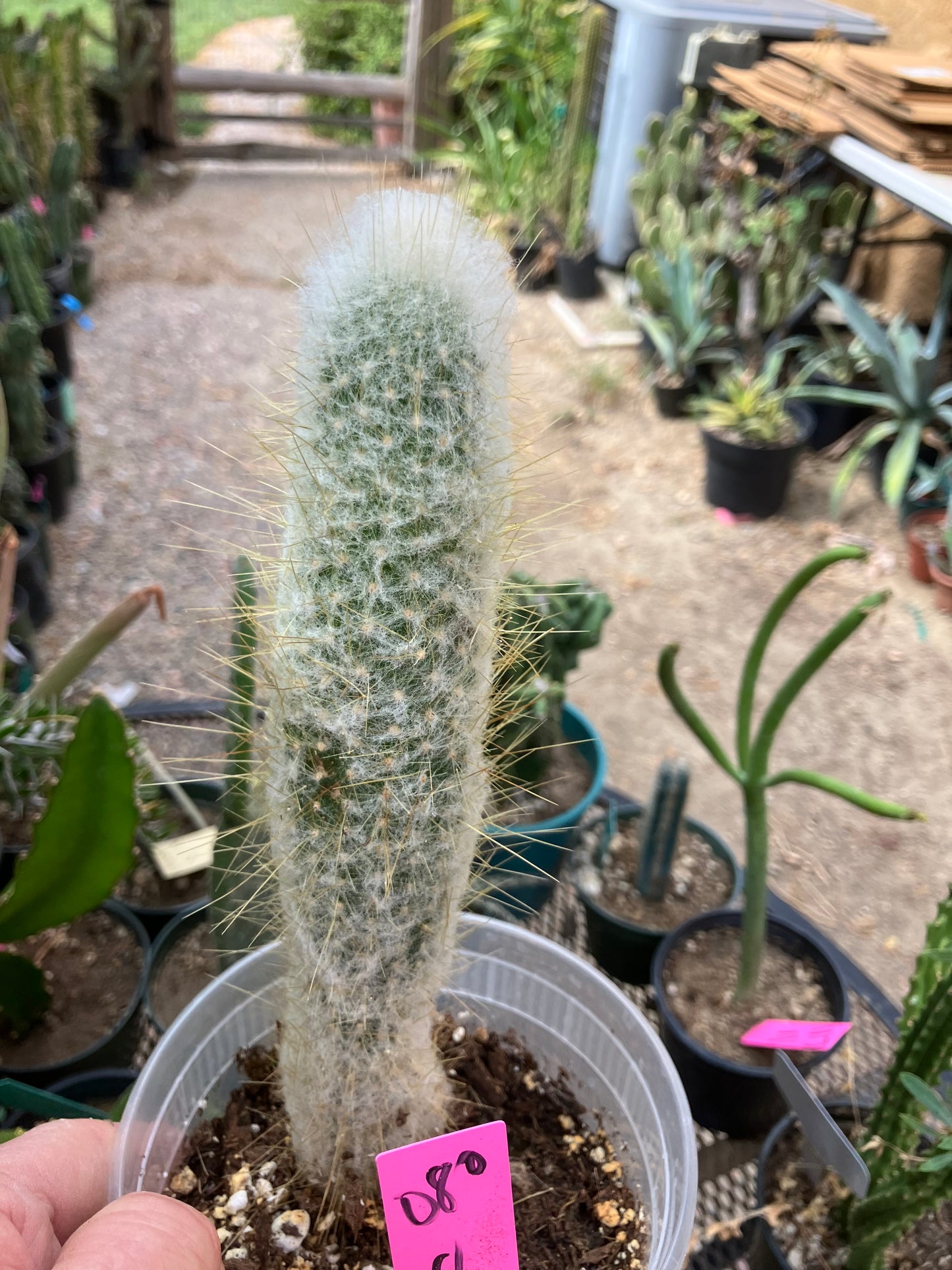 Cleistocactus Strausii Silver Torch Cactus 8”Tall #180