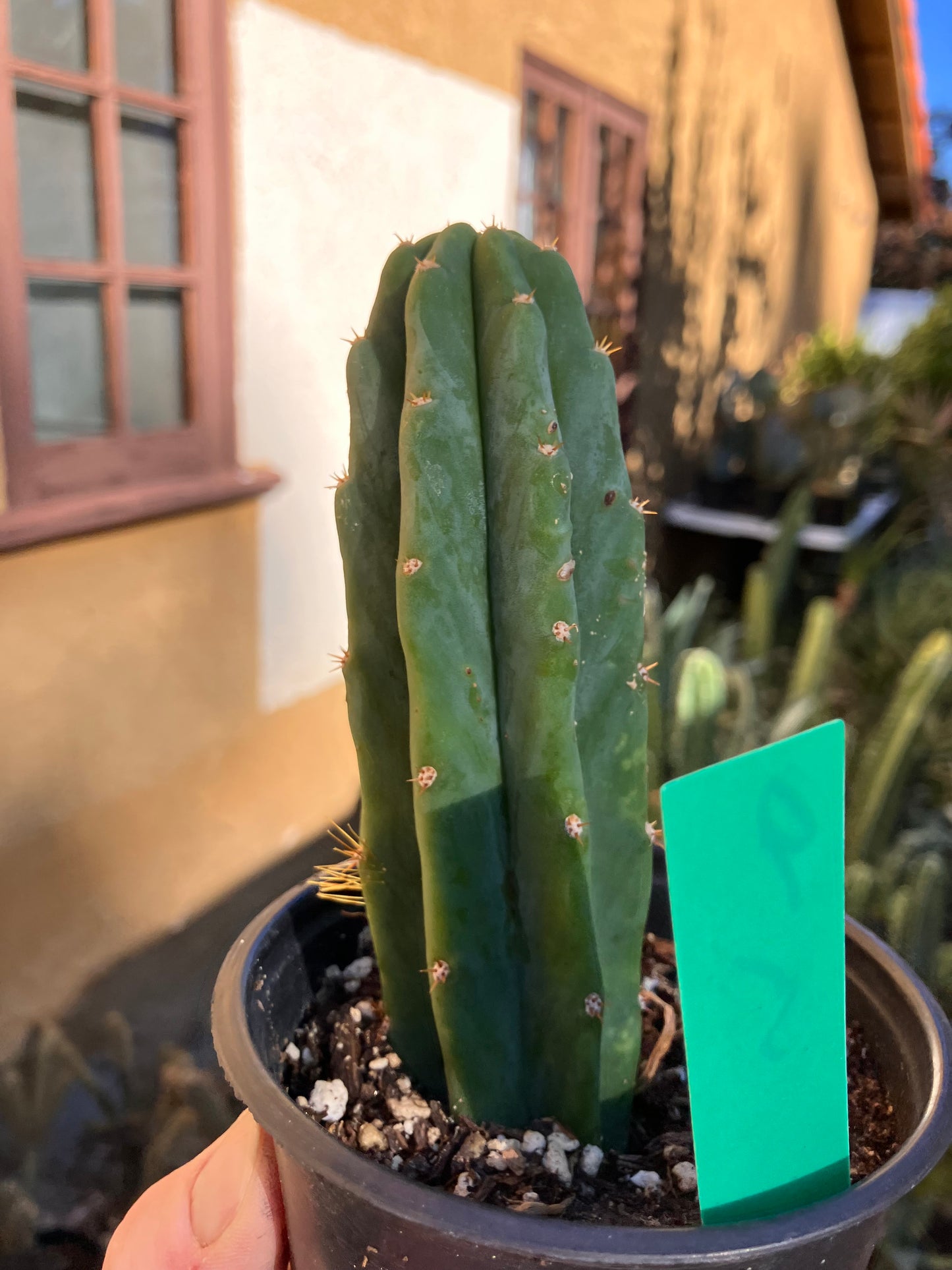 San Pedro Cactus - Trichocereus pachanoi 5"Tall #10P