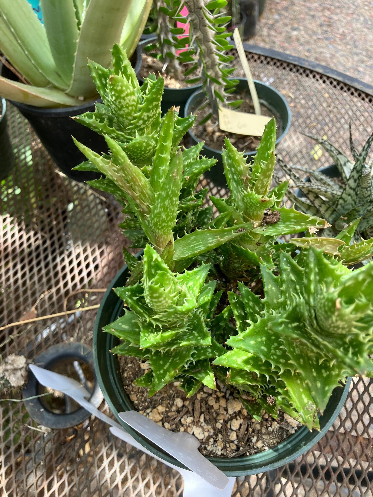 Aloe juvenna Tiger Tooth 7" Tall 6" Wide Cluster #4W