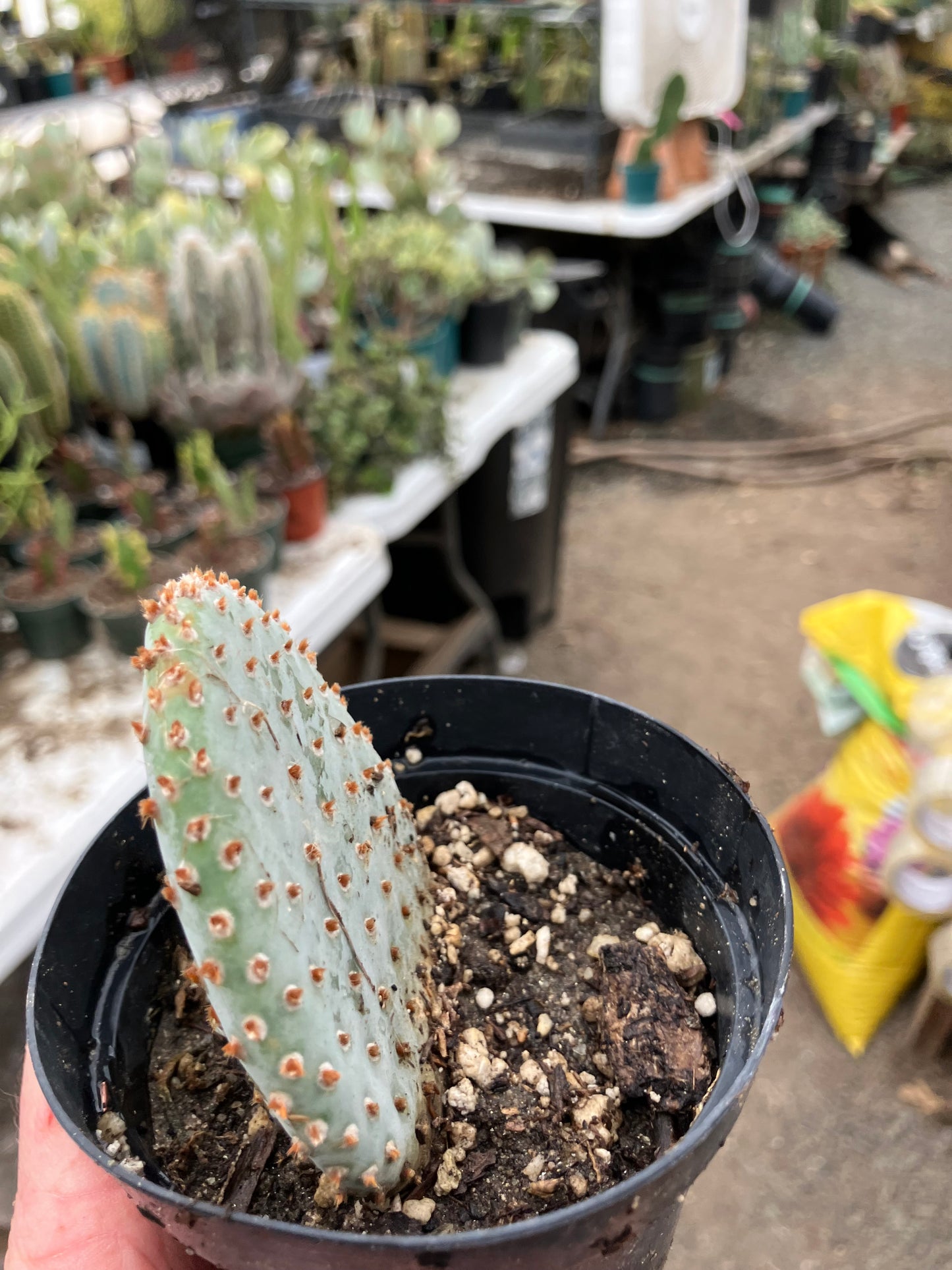 Opuntia Basilaris Beavertail Cactus 3"Tall #83R