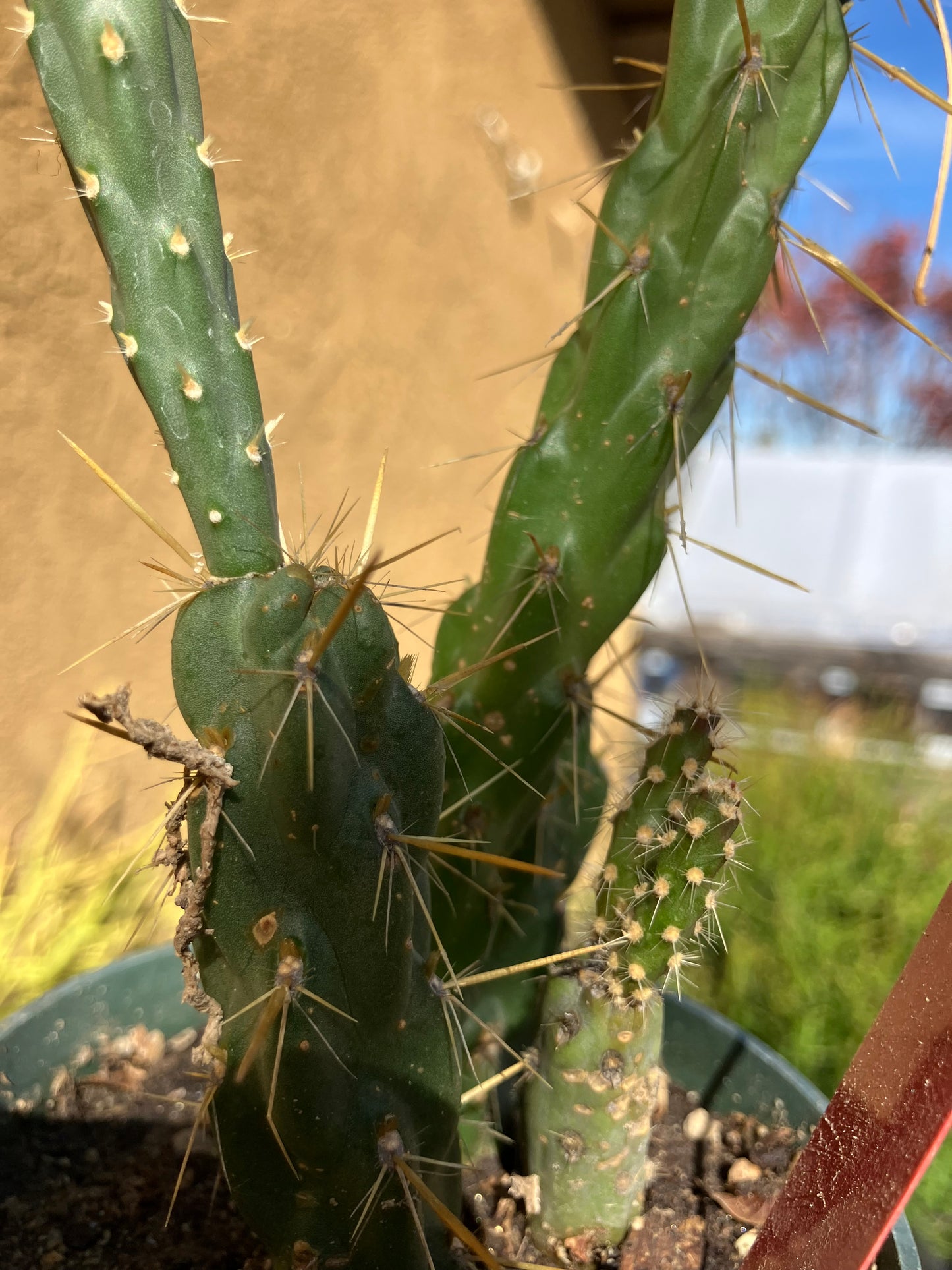 Cholla Cylindropuntia Imbricata  Buckhorn 7”Tall #9R*