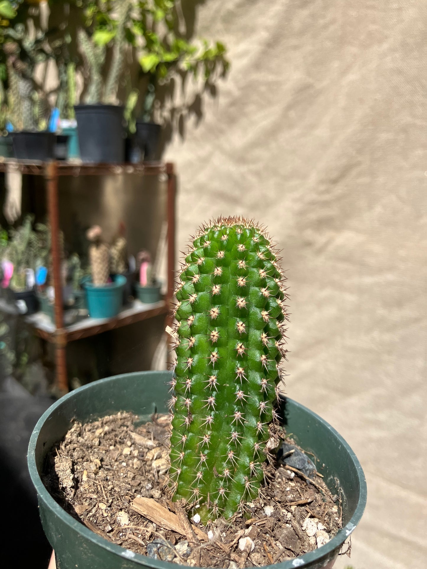 Pachycereus pecten-aboriginum
 Indian Comb Cactus 3.5"Tall #351W