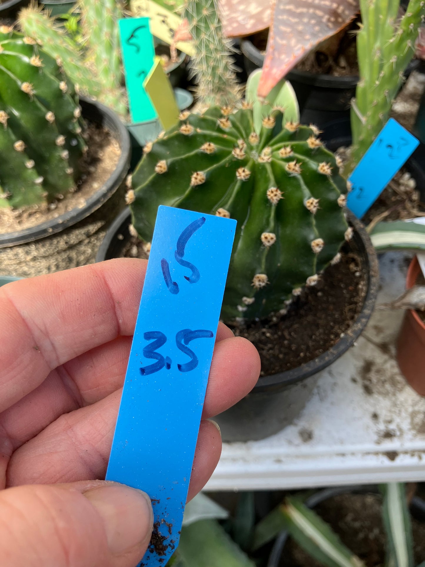Echinopsis oxygona White Easter Lily 3.5" Diameter #13Y #15B