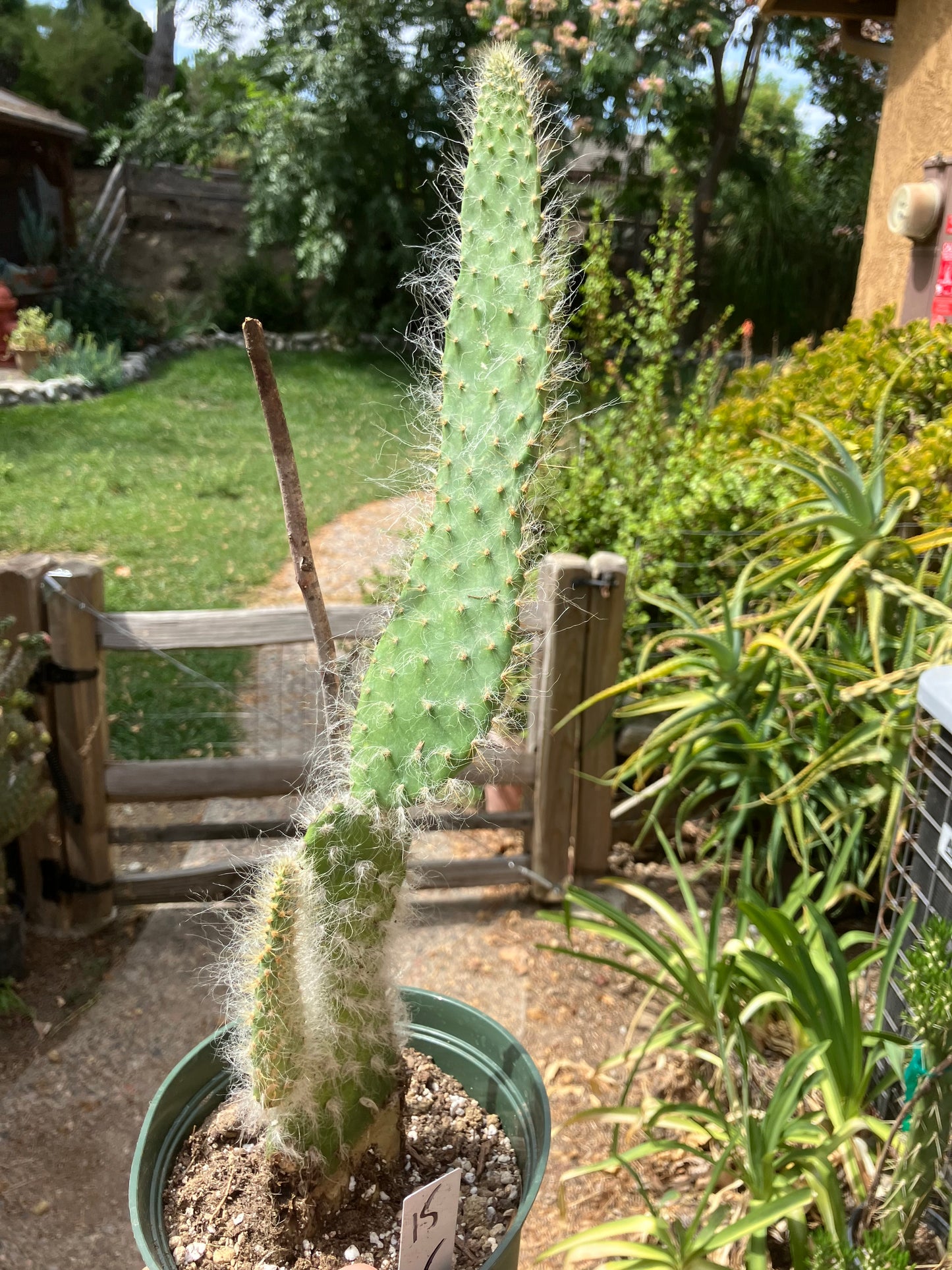 Opuntia erinacea ursine Snow Ponytail Cactus 15”Tall #15W