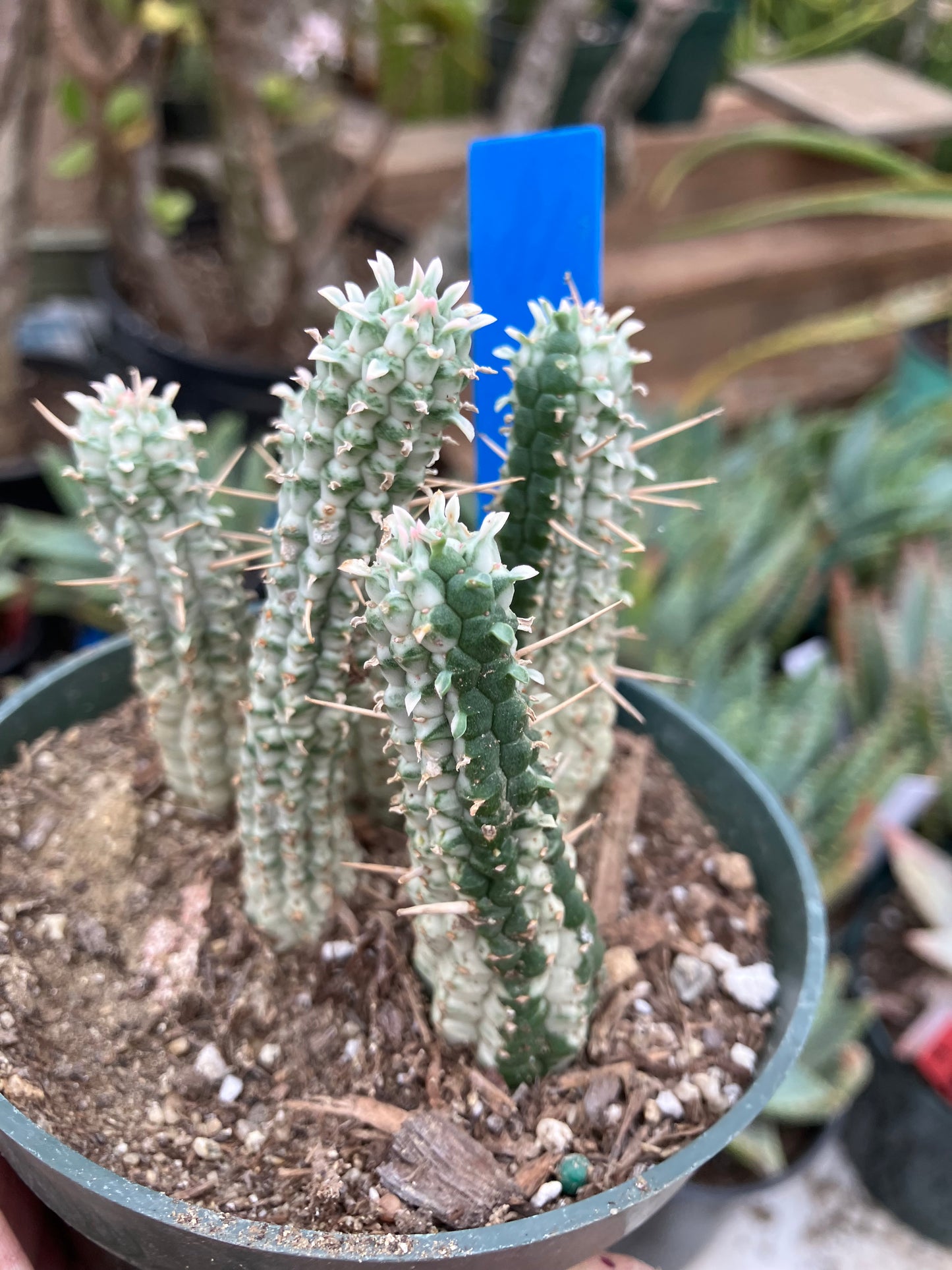 Euphorbia mammillarias variegata Corn Cob 3"Tall #18B