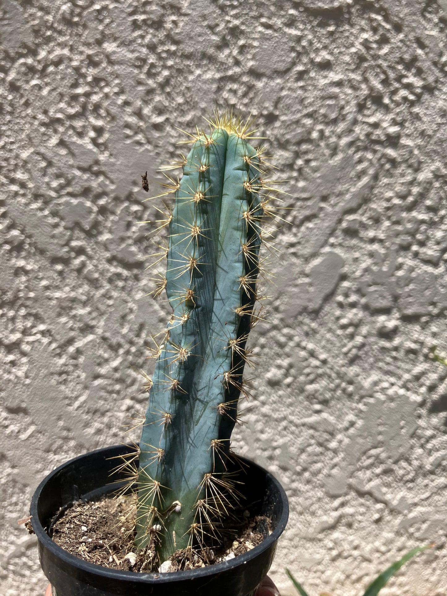 Pilosocereus Blue Azureus Cactus 5"Tall #36G