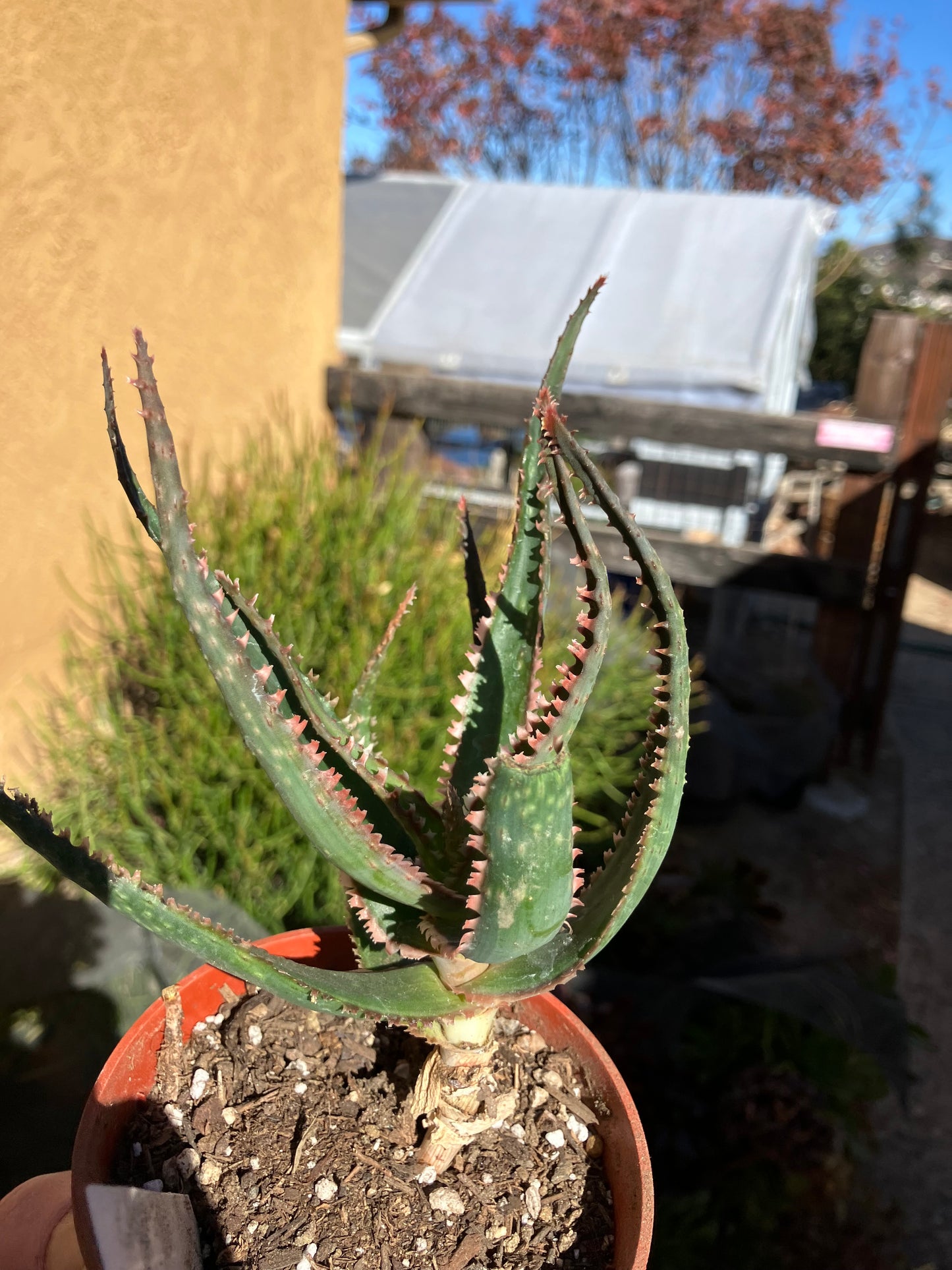 Aloe  Swordfish Succulent 7" Wide #2W