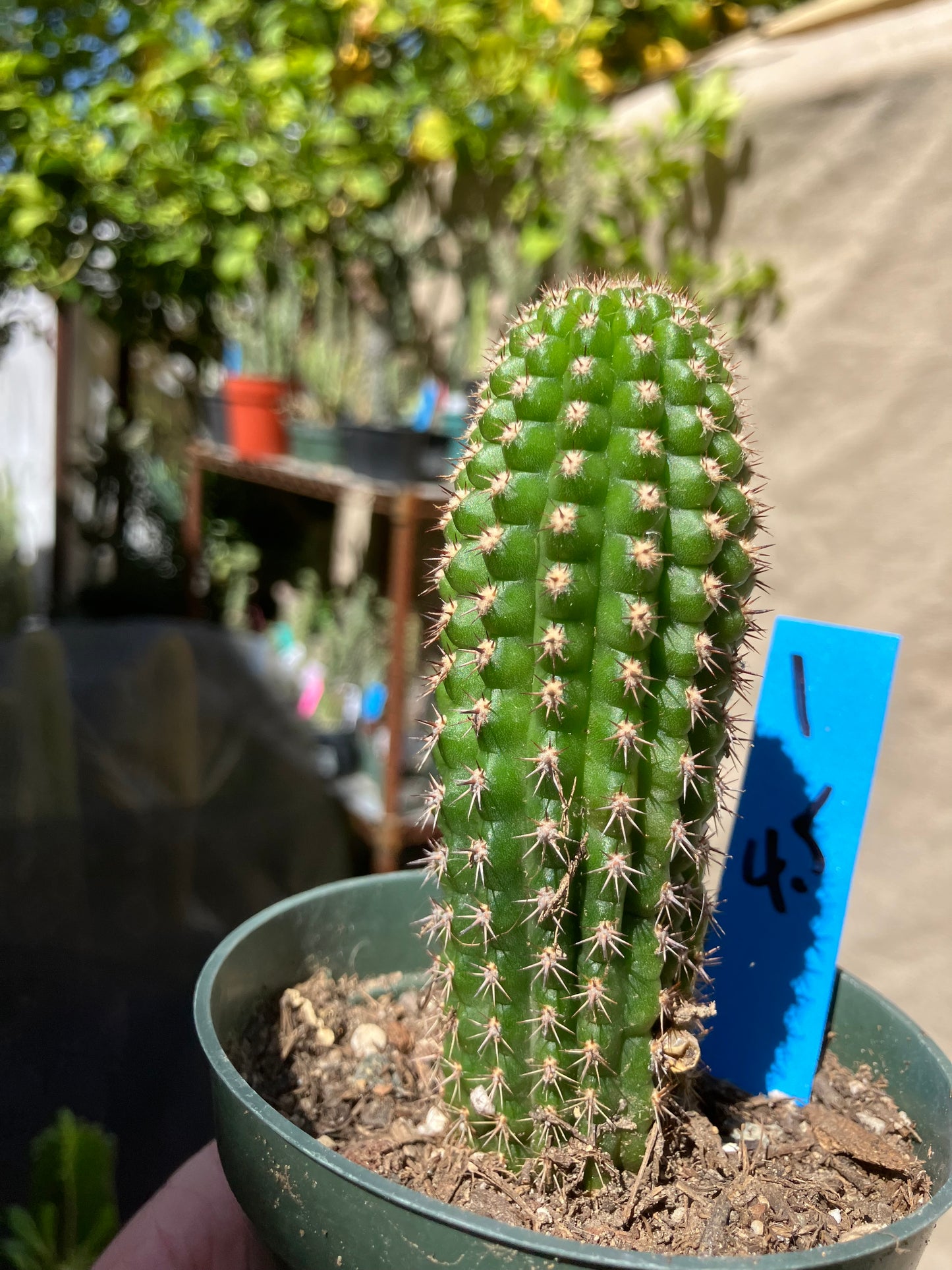 Pachycereus pecten-aboriginum  Indian Comb Cactus 4"Tall #2G