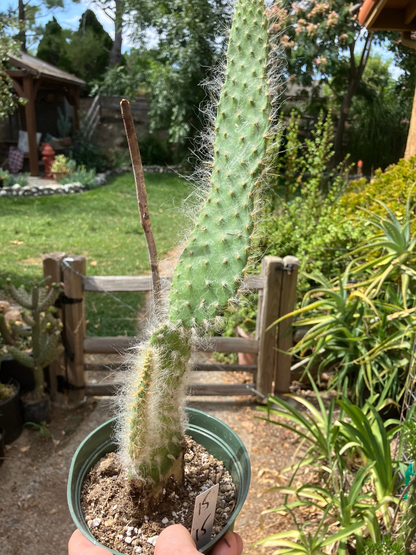 Opuntia erinacea ursine Snow Ponytail Cactus 15”Tall #15W