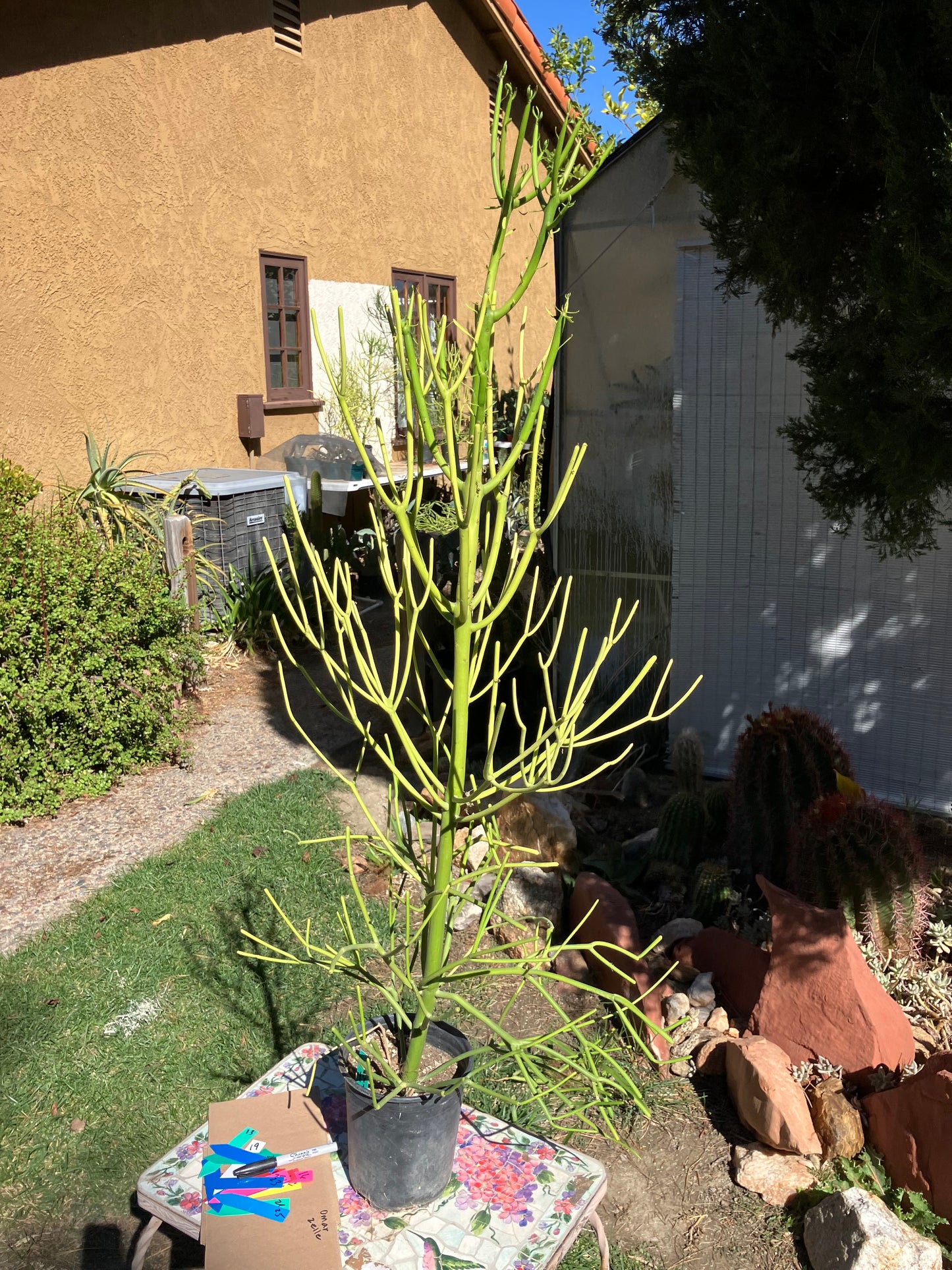 Euphorbia tirucalli Pencil Cactus/Succulent 46"Tall 18"Wide #27G