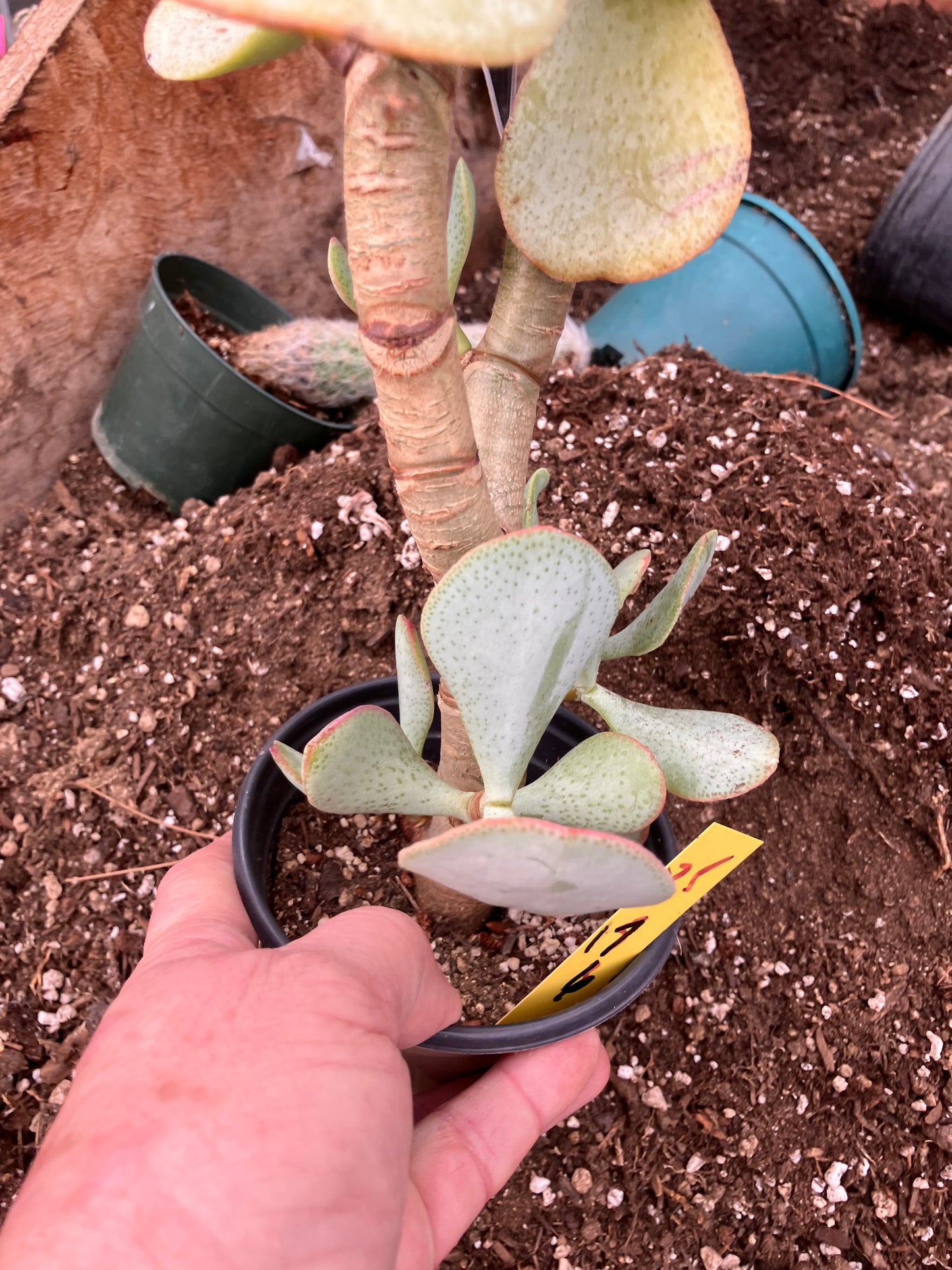 Crassula arborescens Silver Dollar 17"Tall #35Y