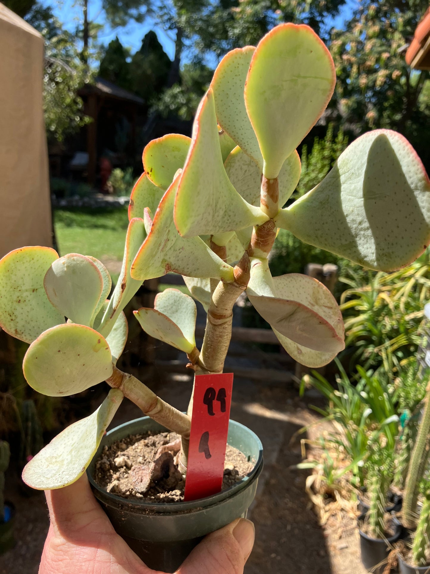 Crassula arborescens Silver Dollar 9”Tall #99R