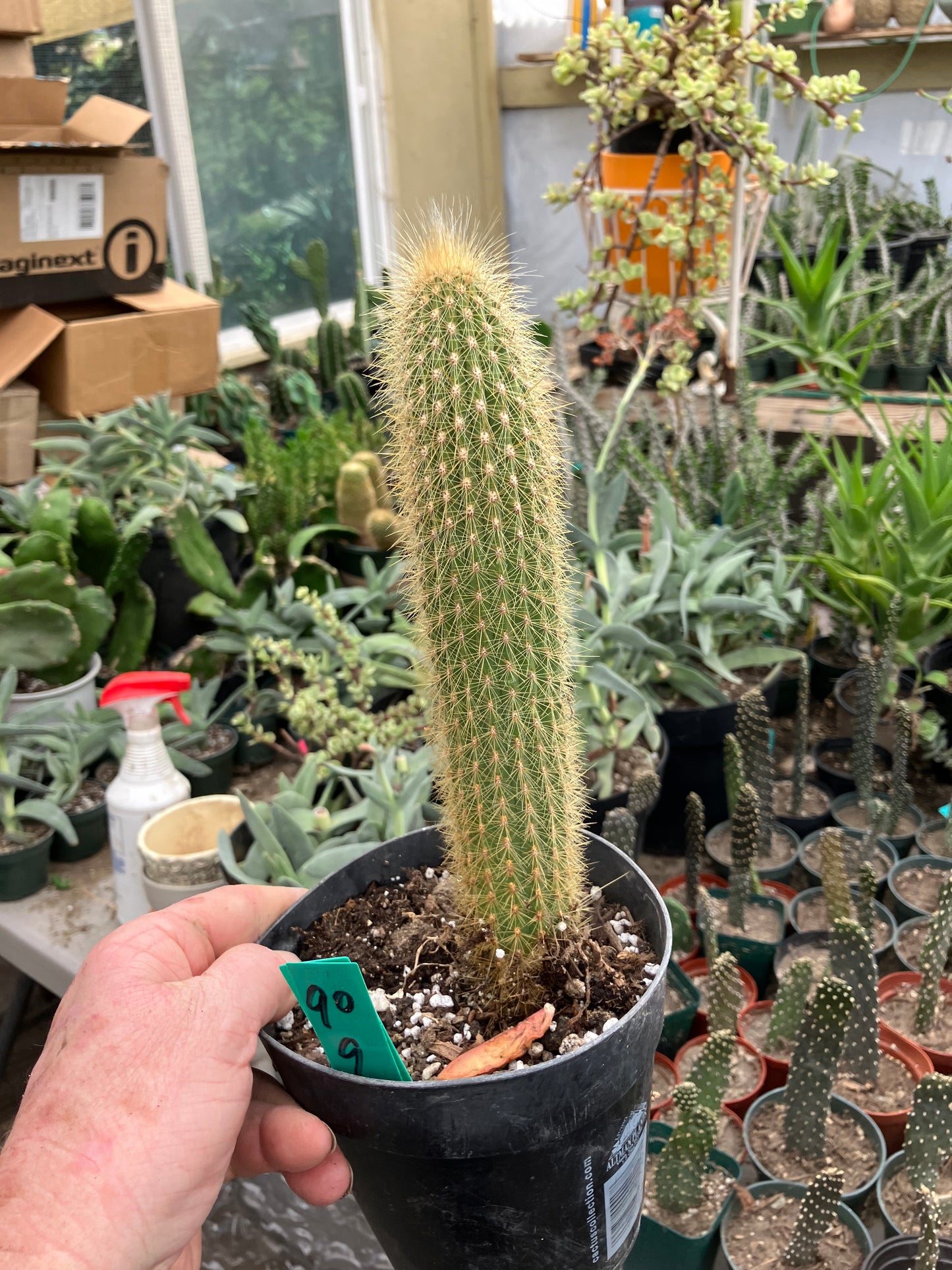 Cleistocactus hyalacanthus Cactus Columnar 9”Tall #90G