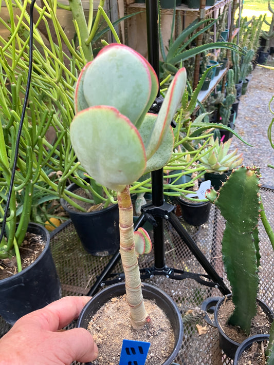 Crassula arborescens Silver Dollar 11”Tall #111B