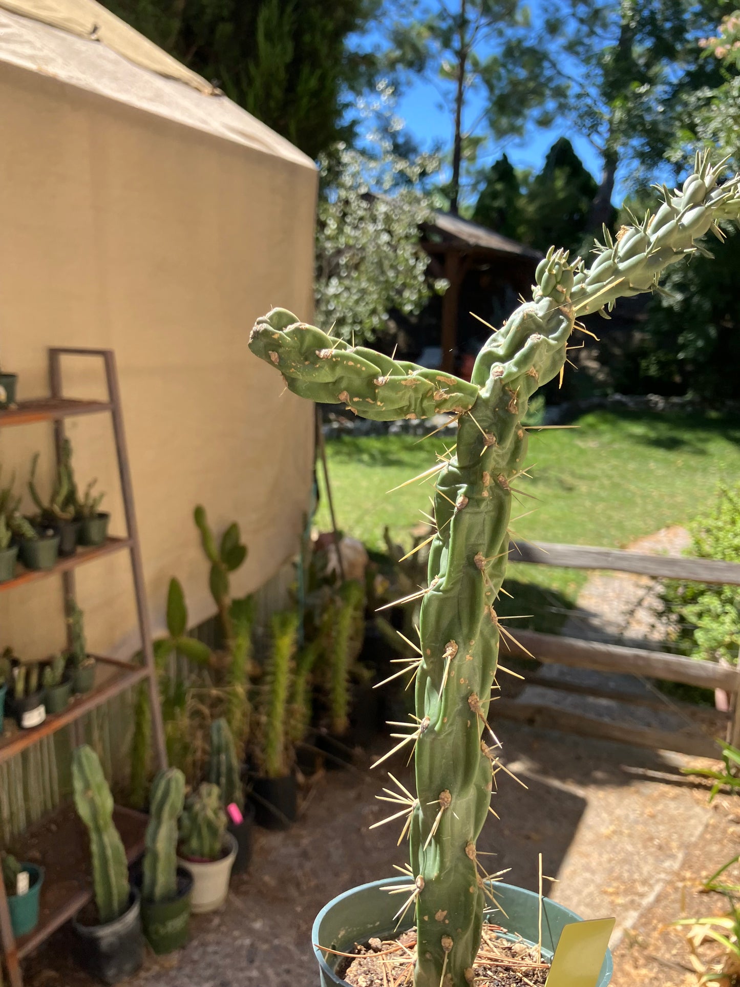 Cholla Cylindropuntia  Buckhorn  Cactus 10”Tall #47Y