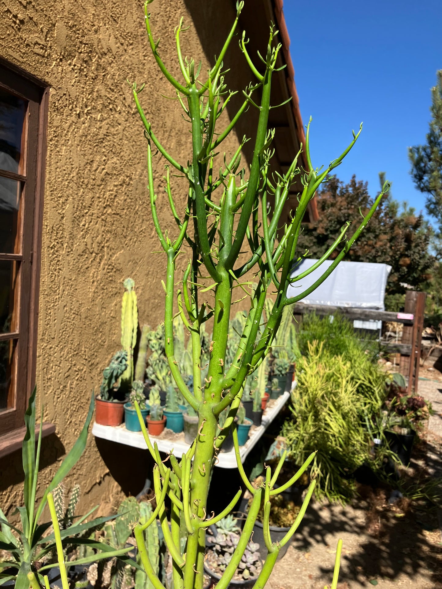 Euphorbia tirucalli Pencil Cactus/Succulent 47"Tall #47P