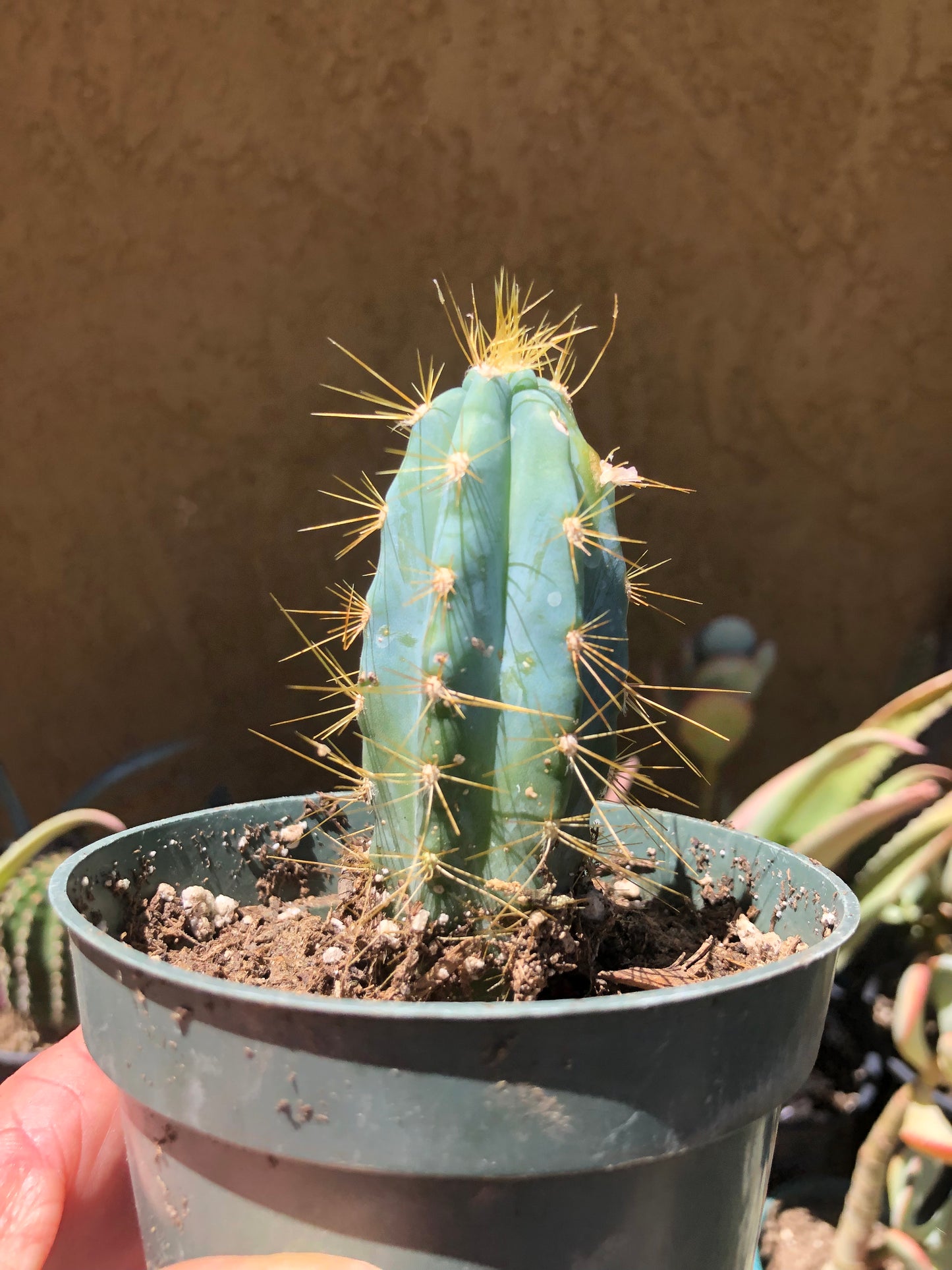 Pilosocereus Blue Azureus Cactus 3.5"Tall #35G