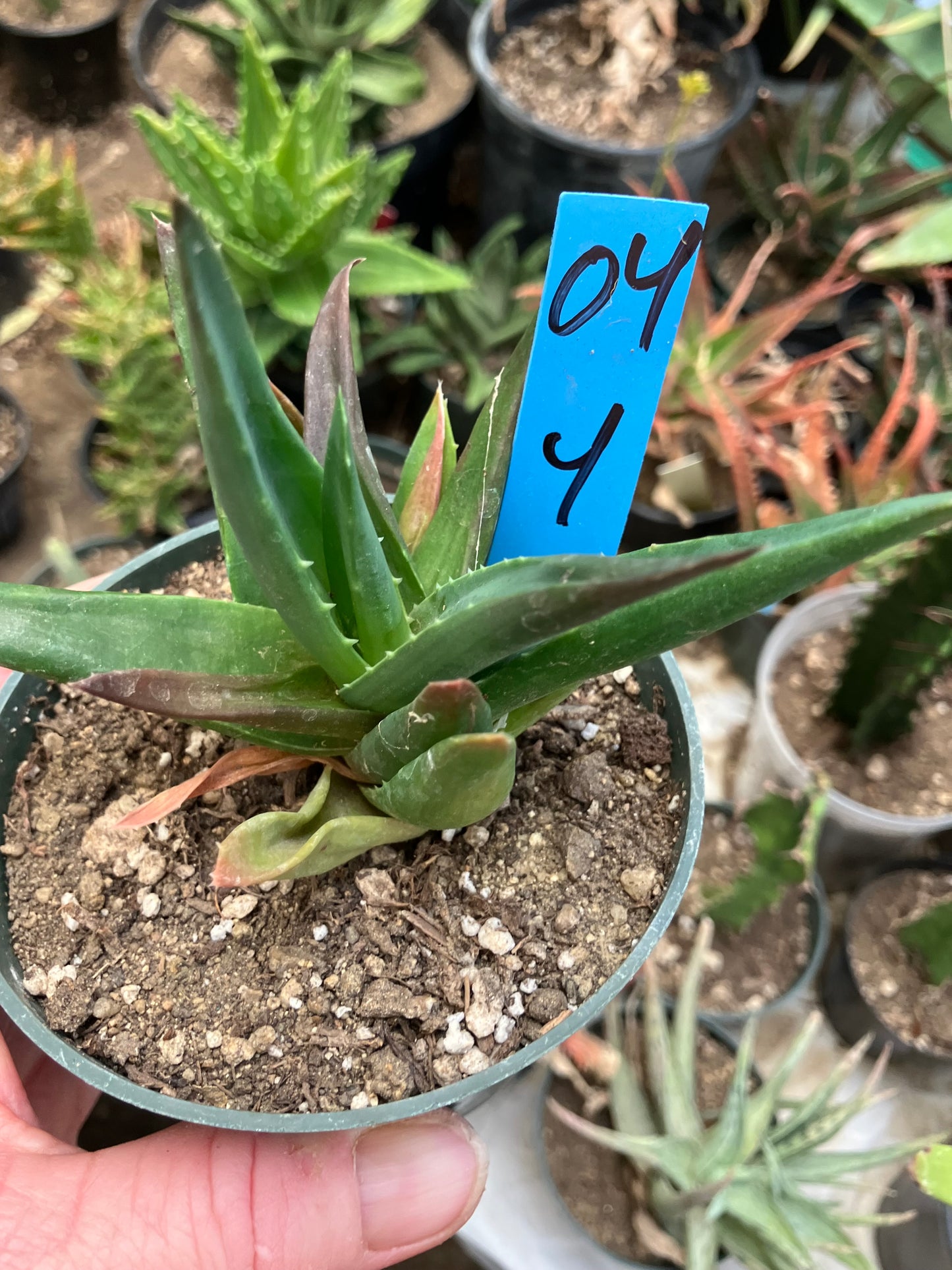 Aloe Alworthia 'Black Gem' 4" Wide #04B