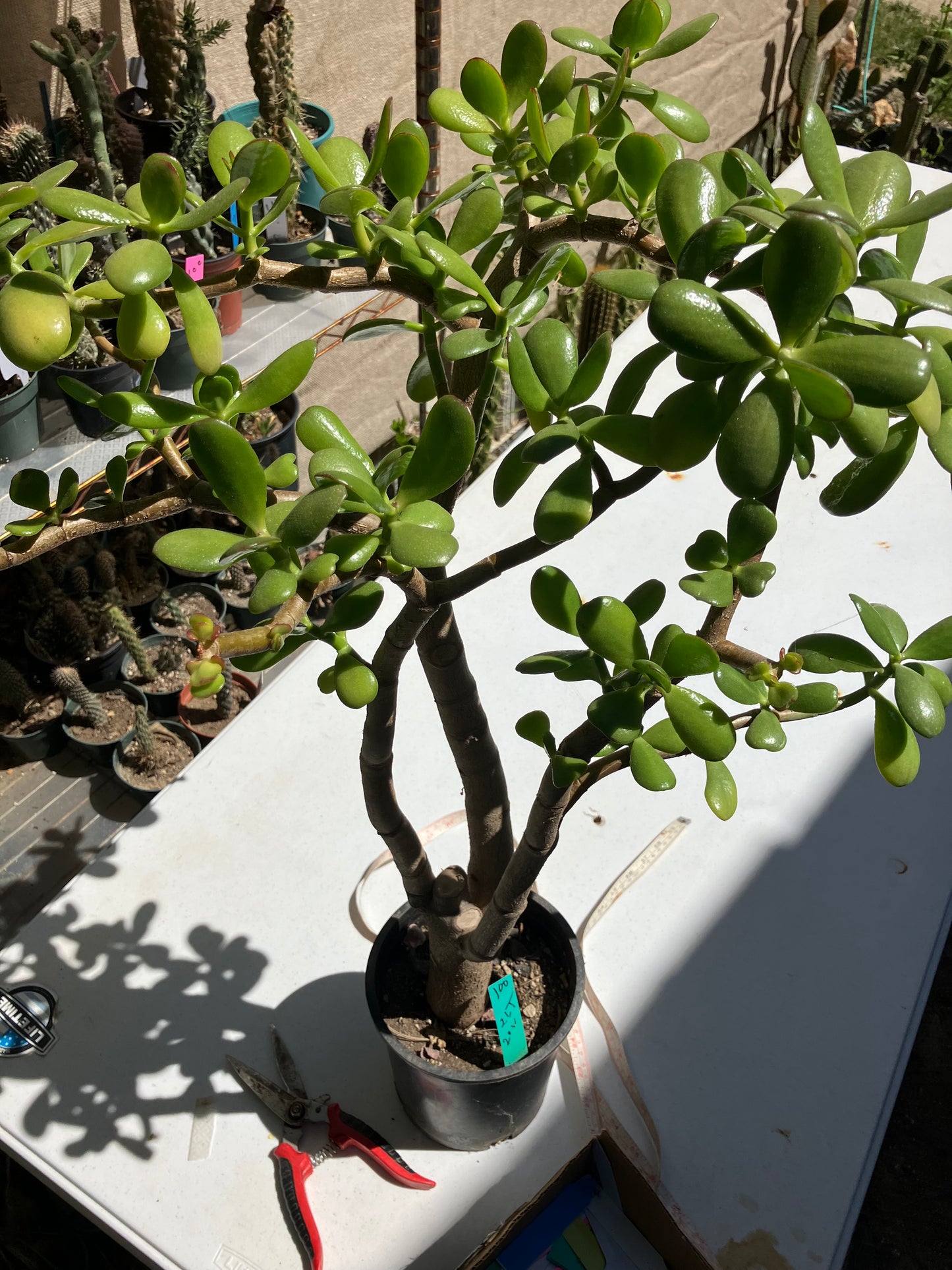 Crassula Ovata Money Jade 26”T 20”W #100G