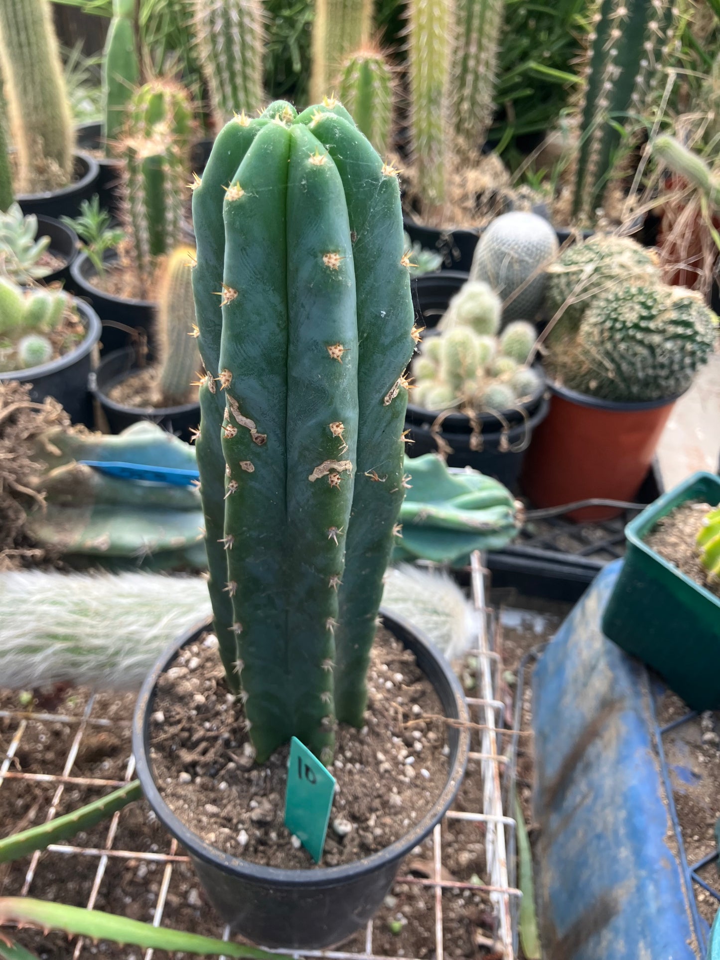 San Pedro Cactus - Trichocereus pachanoi 10" Tall #10G